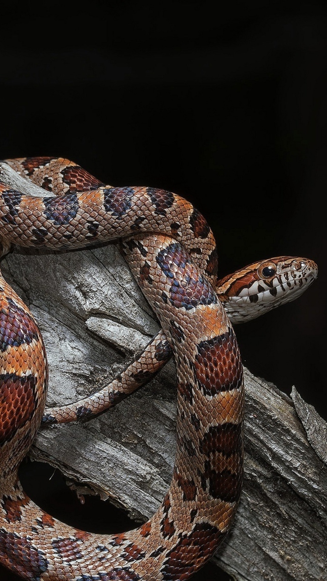 1080x1920 Pantherophis Corn Snake Wallpaper for iPhone 6 Plus, Phone