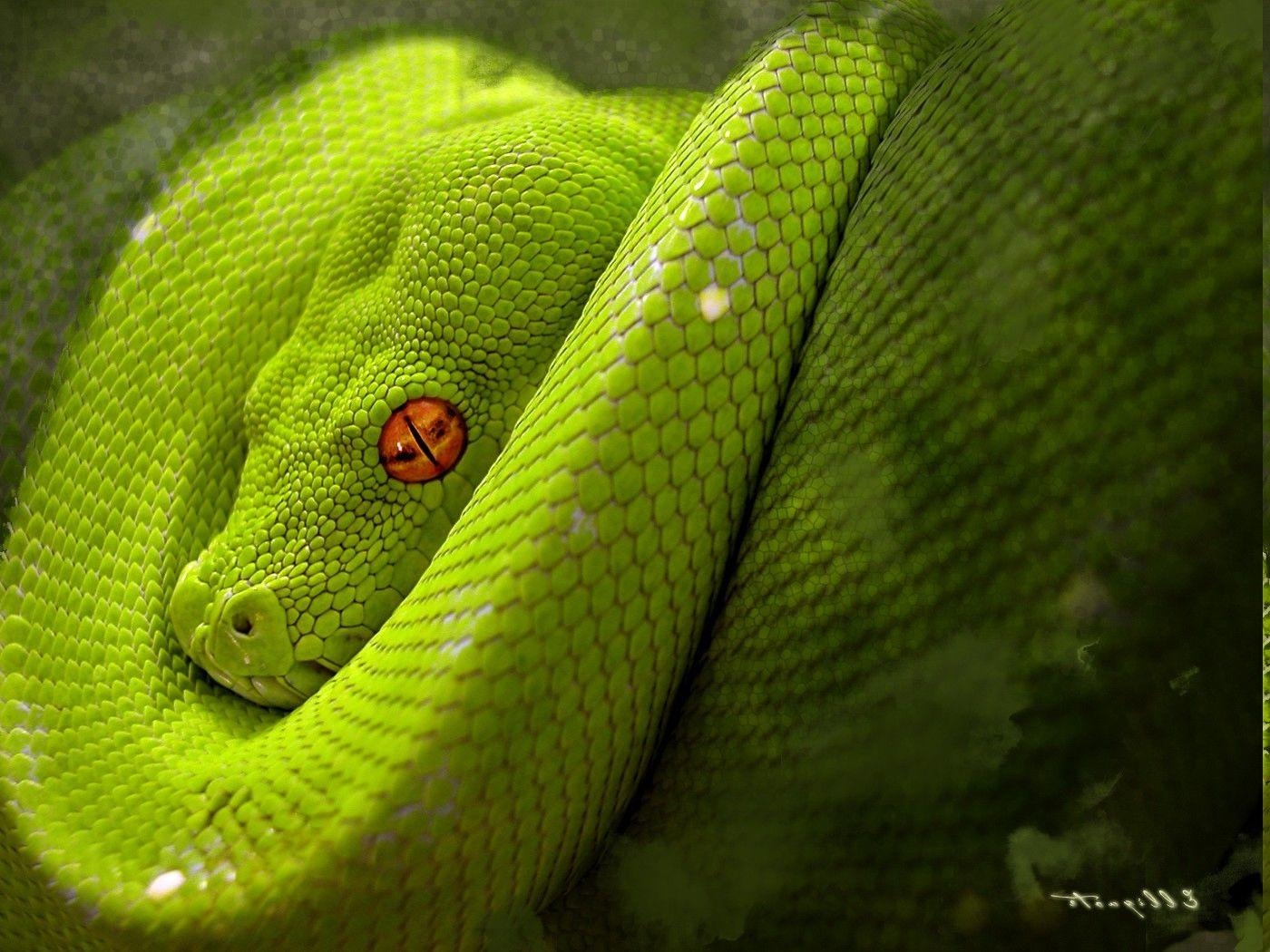 1400x1050 Wallpaper, animals, snake, wildlife, VIPER, python, serpent, Boa, Desktop