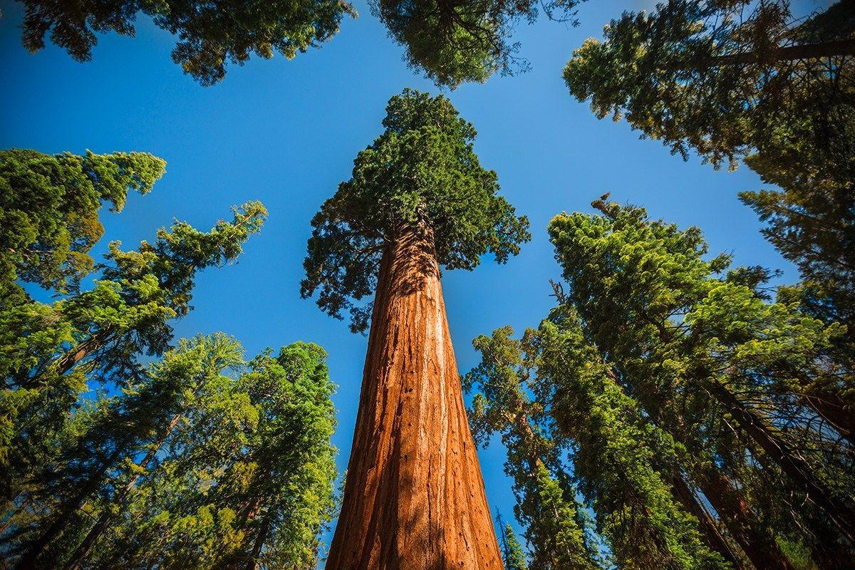 1200x800 Wallpaper Sequoia National Park, Desktop