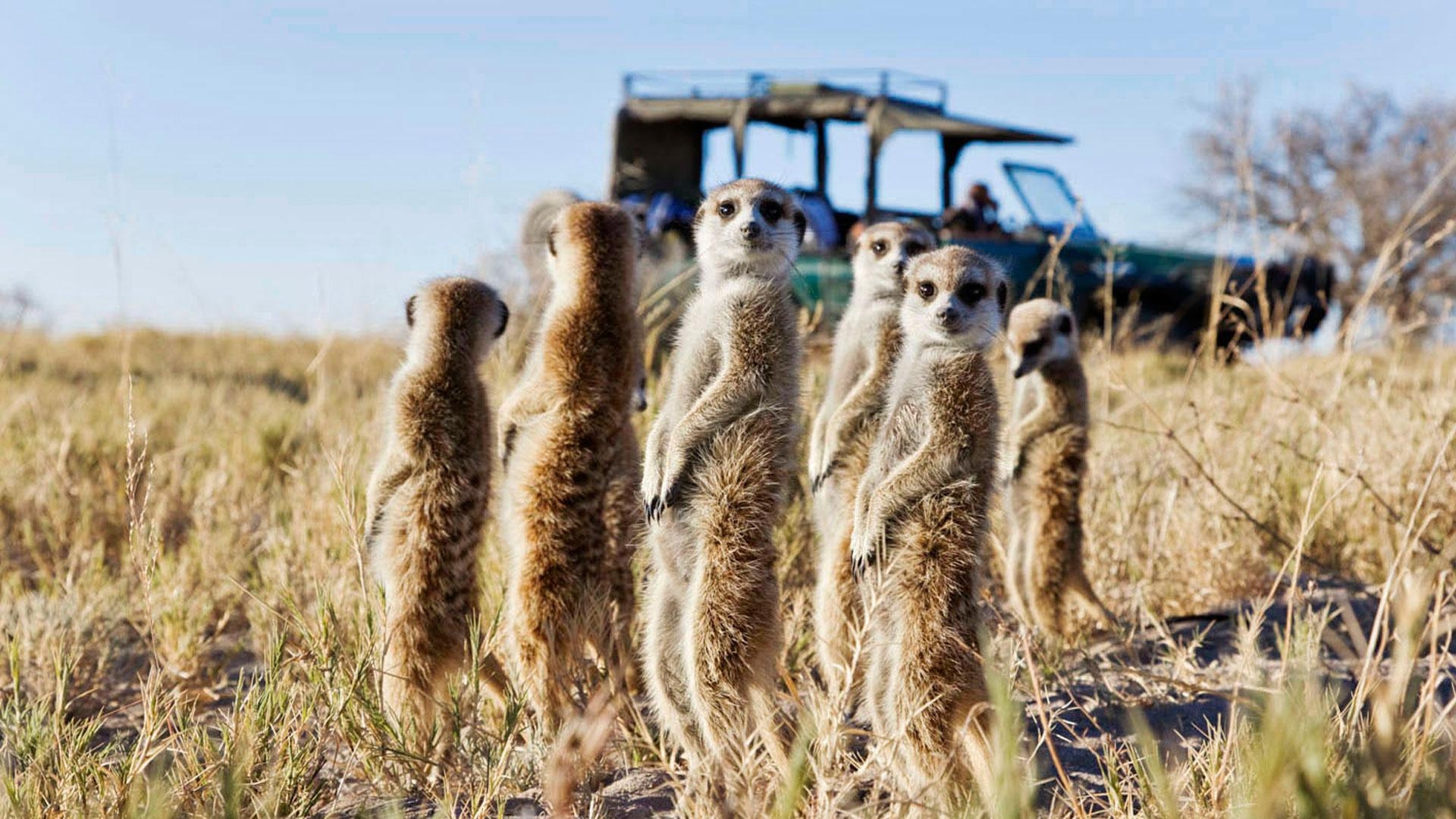 1920x1080 Makgadikgadi Pans World Safaris, Desktop