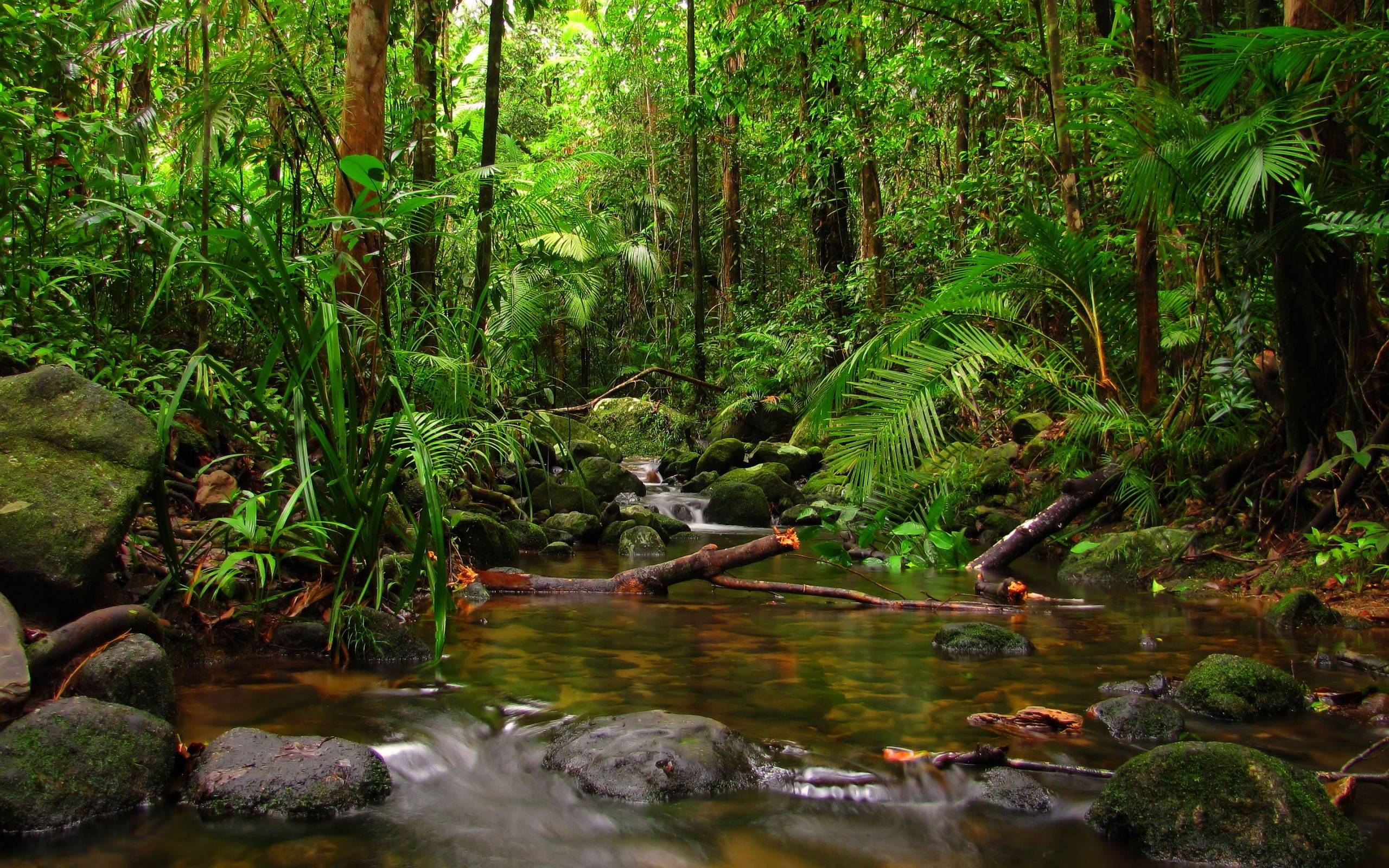 2560x1600 HD Rainforest Wallpaper 24473  px, Desktop