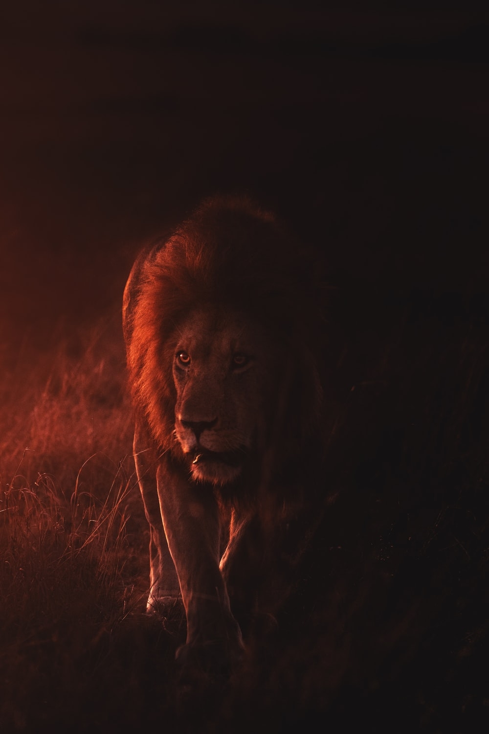 1000x1500 Lion King Picture. Download Free Image, Phone