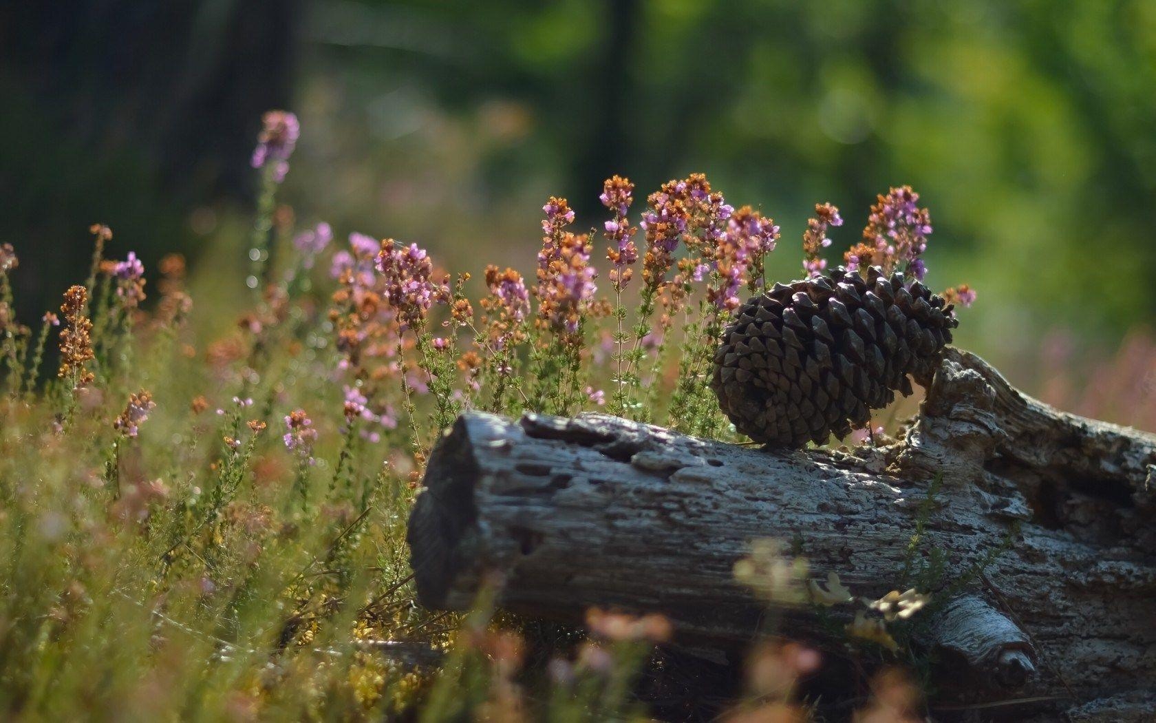 1680x1050 Pine Cone Flowers Nature HD Wallpaper, Desktop