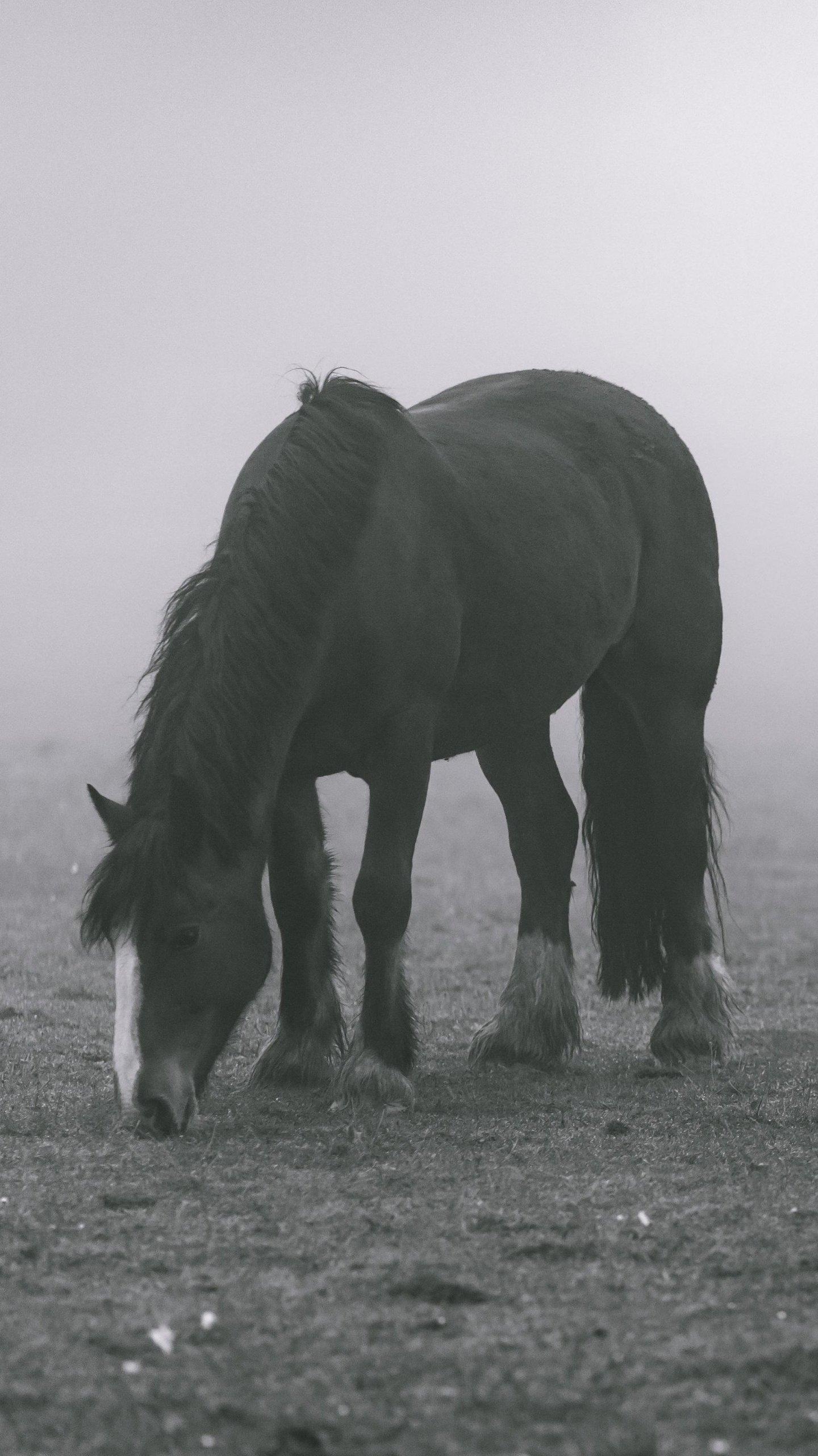 1440x2560 Horse in Fog Wallpaper, Android & Desktop Background, Phone