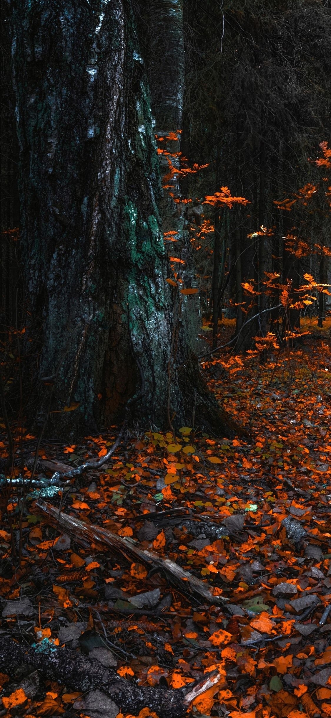 1130x2440 Trees, Leaves, Autumn  IPhone 11 Pro XS X Wallpaper, Background, Picture, Image, Phone