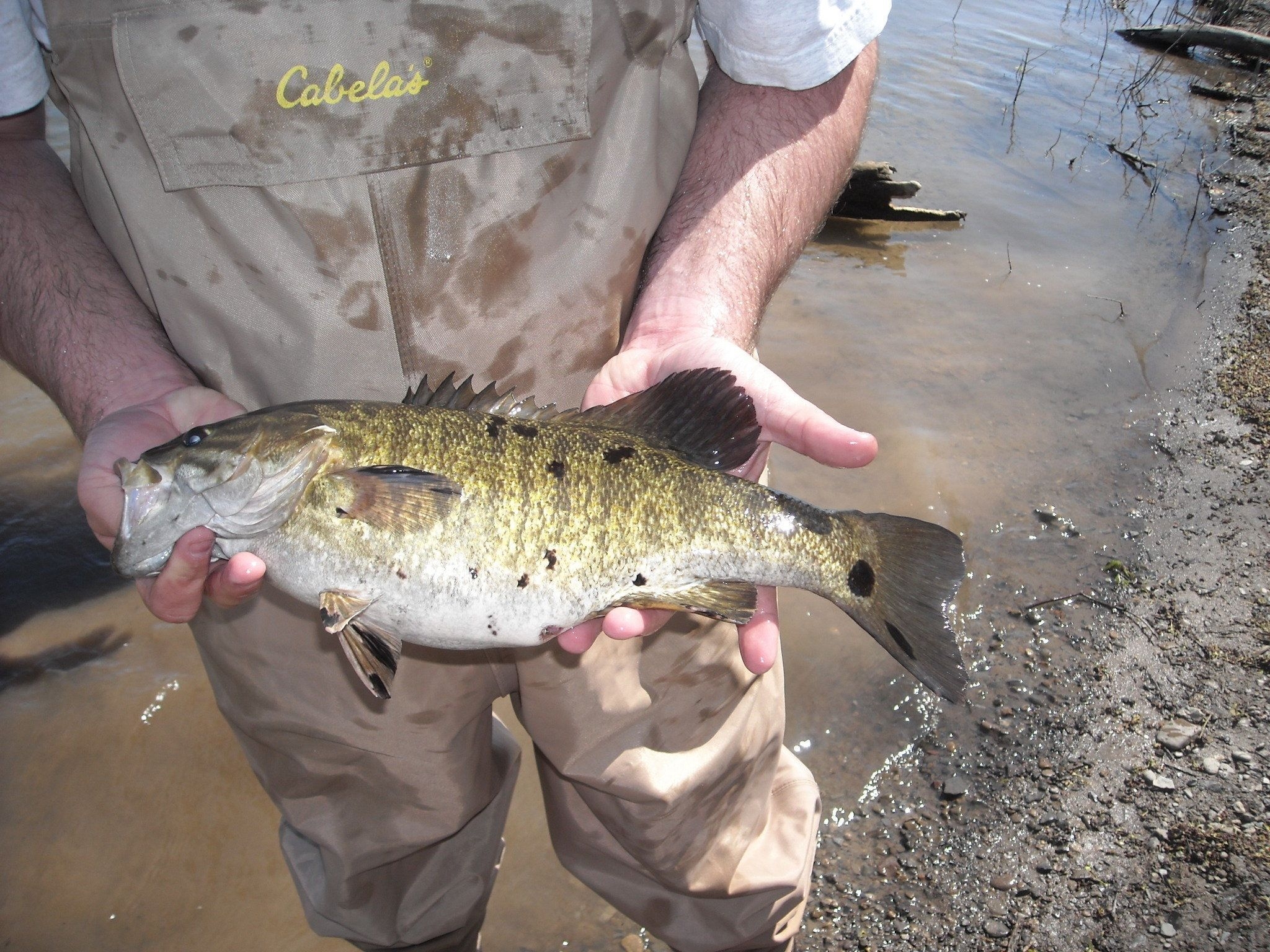 2050x1540 Smallmouth Bass With Black Spots, Desktop