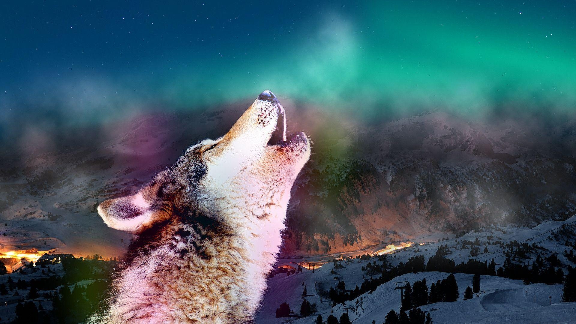 1920x1080 Wolf Howling Wallpaper HD, Desktop