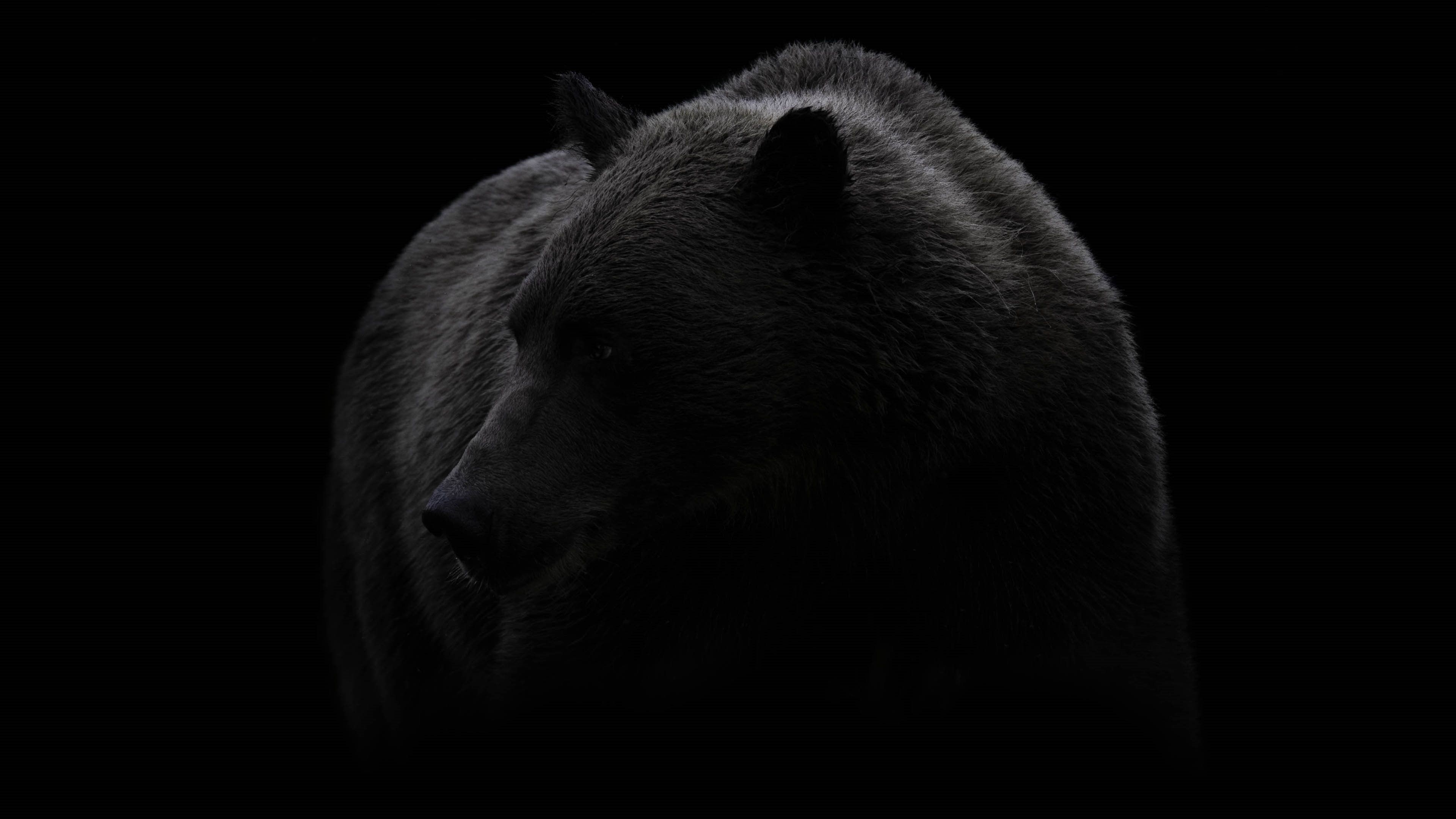 3840x2160 bear #black black and white brown bear #wildlife #photography #monochrome #darkness #fur terrestrial animal K #wallpaper #hdwallpaper #de. Looks black, D&d rpg, Desktop