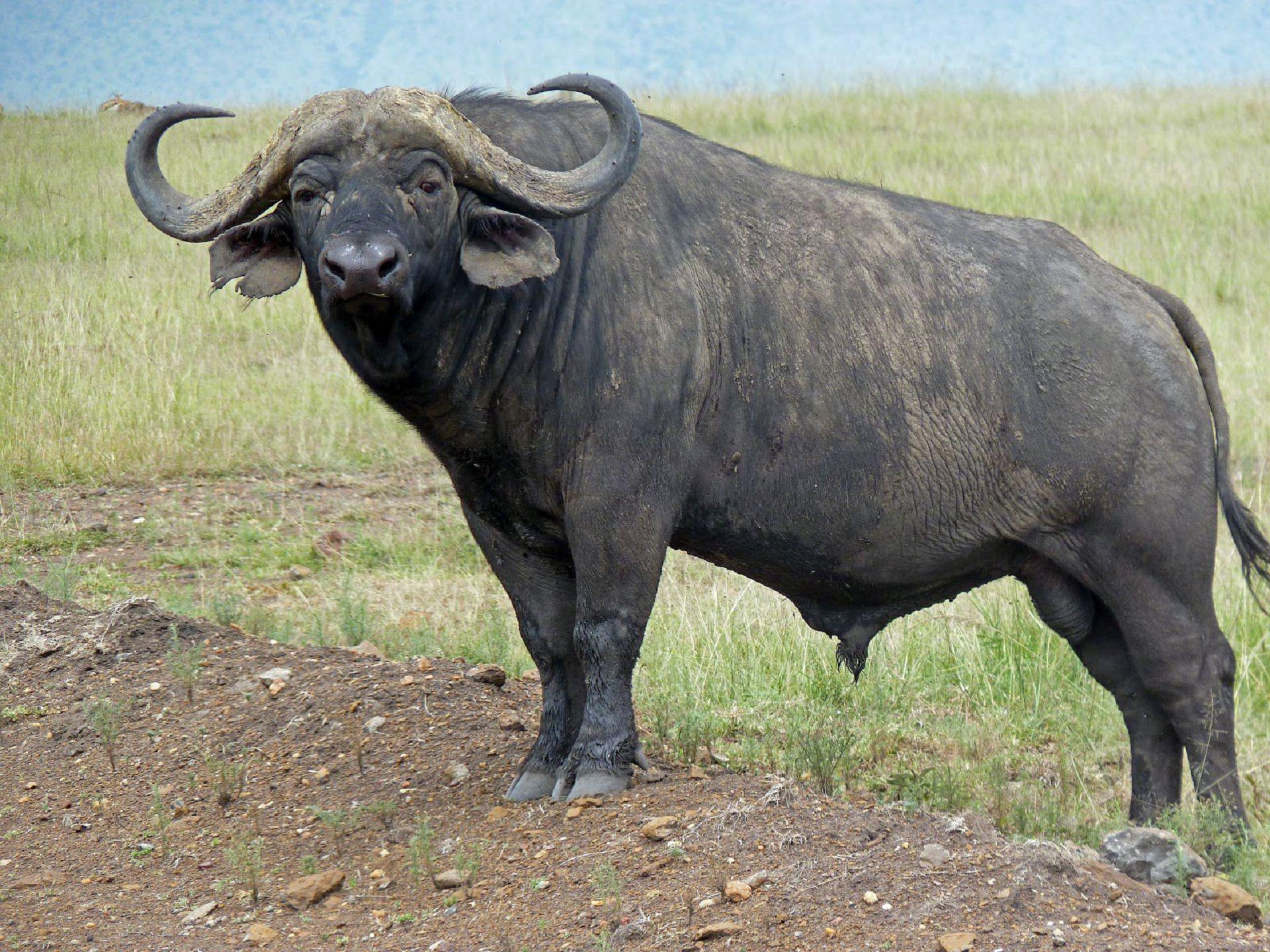 1920x1440 Buffalo Wallpaper Background, Desktop