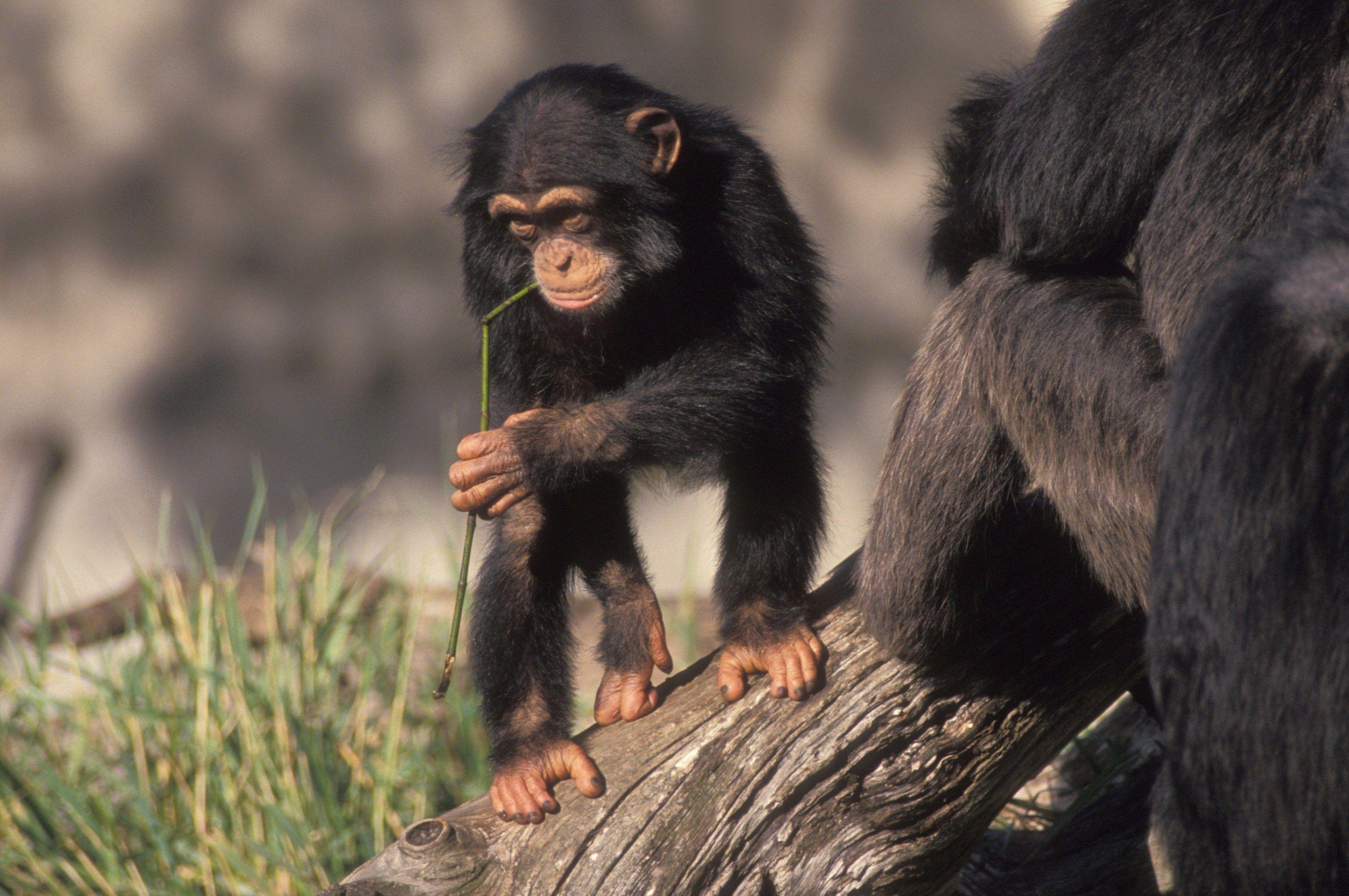 3040x2020 Baby Chimpanzee Walk in Tree, Desktop