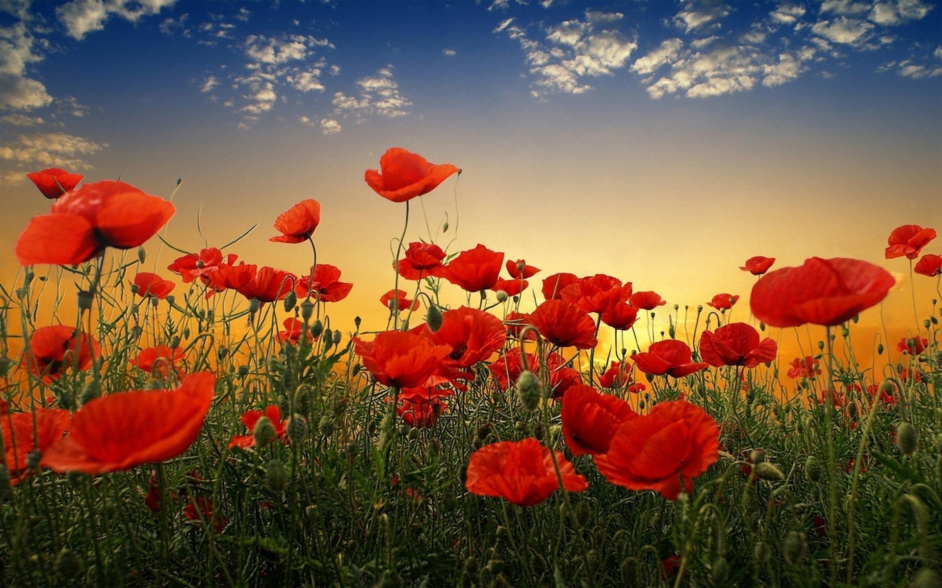 1920x1200 Poppy Flower Desktop Wallpaper. Poppy Flower Picture. Cool, Desktop