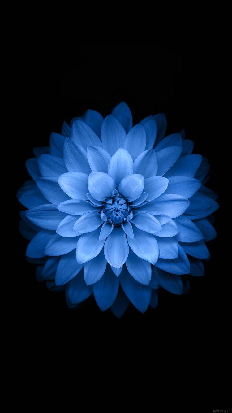 750x1340 iPhone 6 Wallpaper apple blue lotus iphone6 plus ios8 flower, Phone