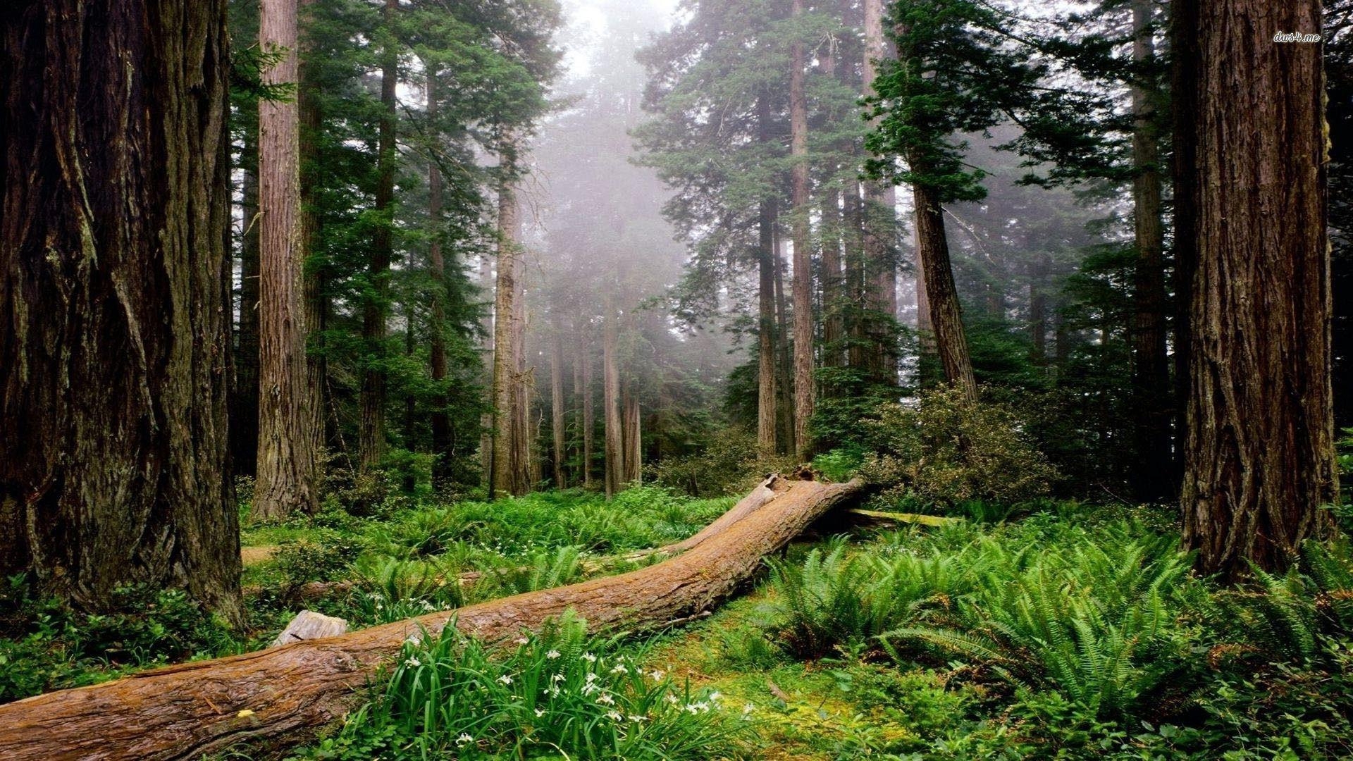 1920x1080 Redwood National Park Desktop Wallpaper, Redwood National Park, Desktop