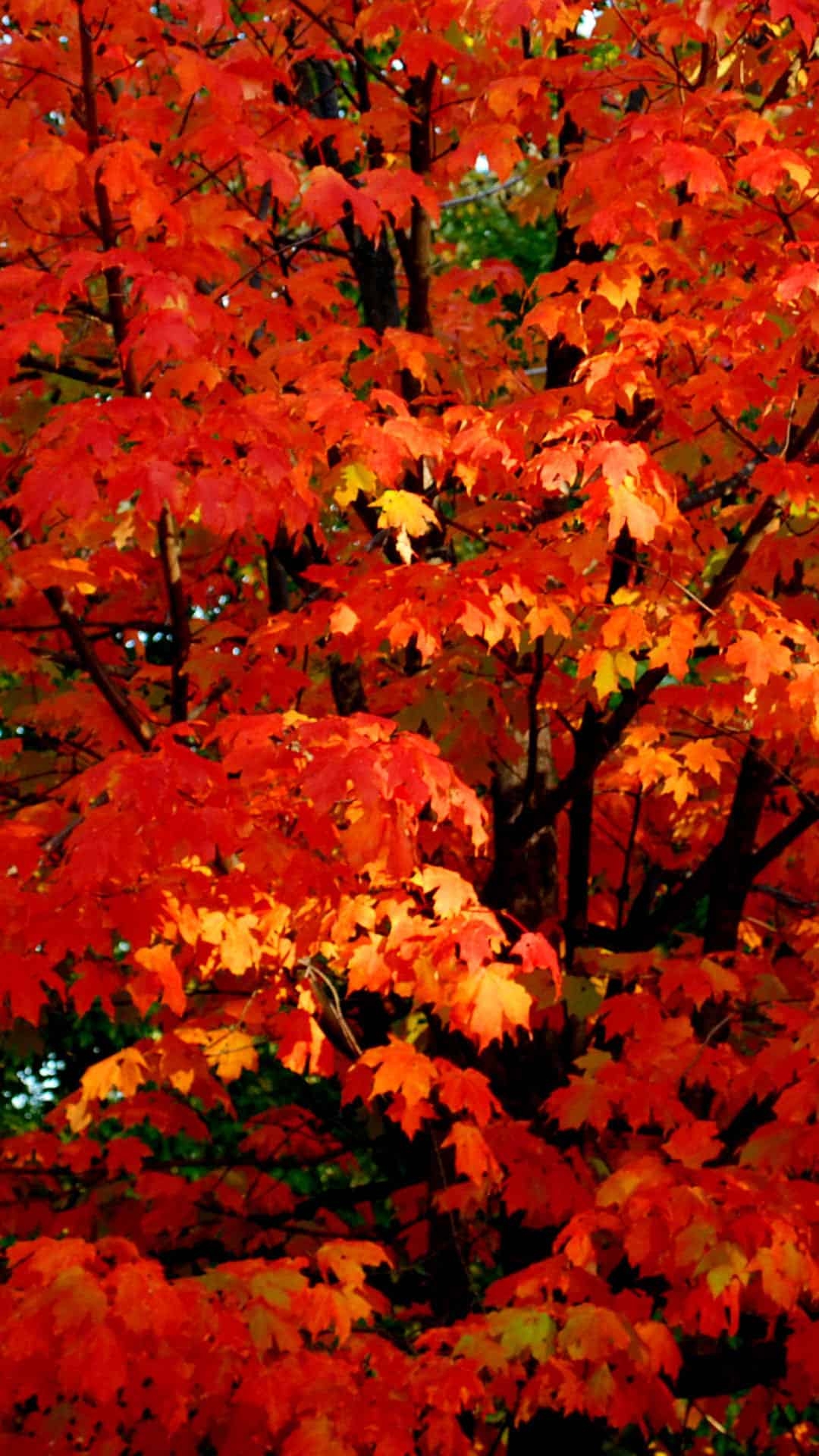 1080x1920 Free Autumn Wallpaper and Fall Background for Your Phone!, Phone