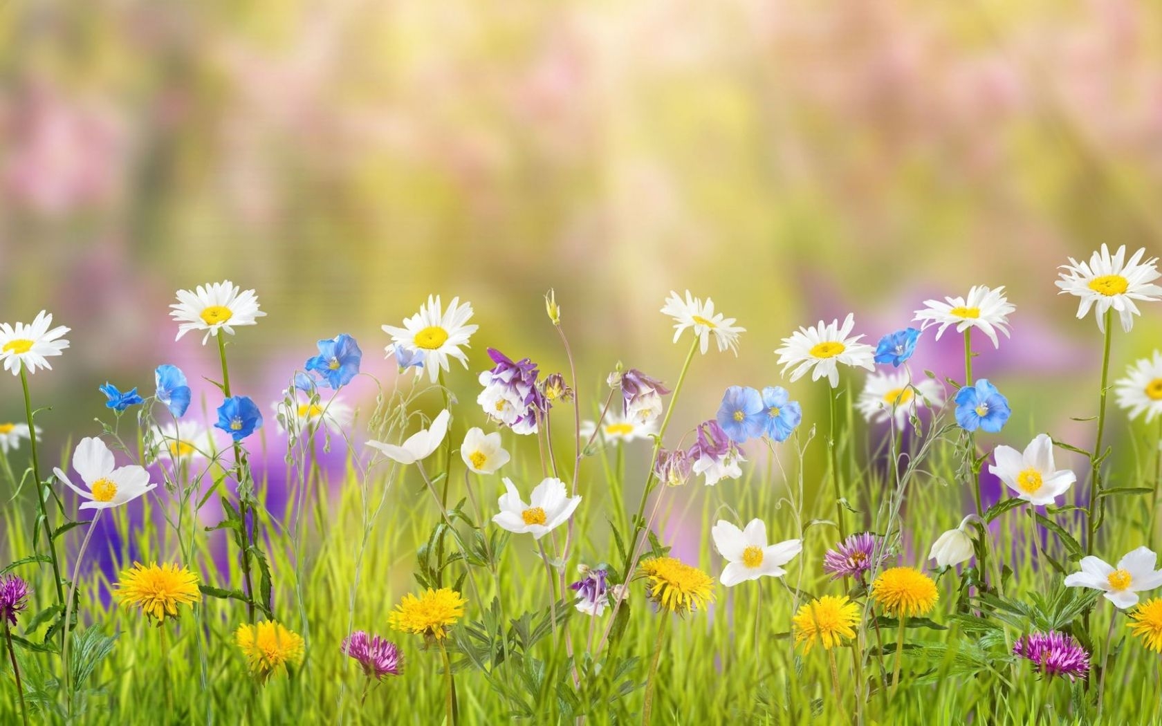 1680x1050 Spring Laptop Wallpaper Free Spring Laptop Background, Desktop