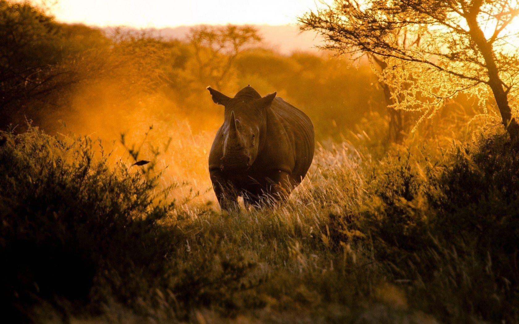 1680x1050 rhinoceros wallpaper wild Desktop Wallpaperk HD, Desktop