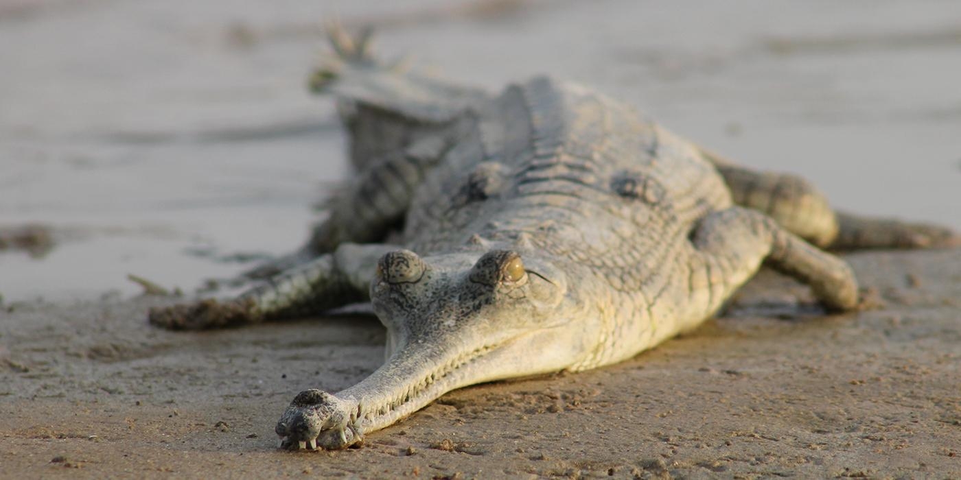 1400x700 Gharial (Gavial) Facts, Habitat, Diet, Life Cycle, Baby, Dual Screen