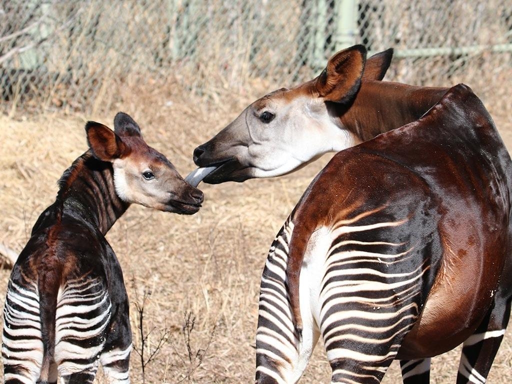 1030x770 Okapi, Desktop