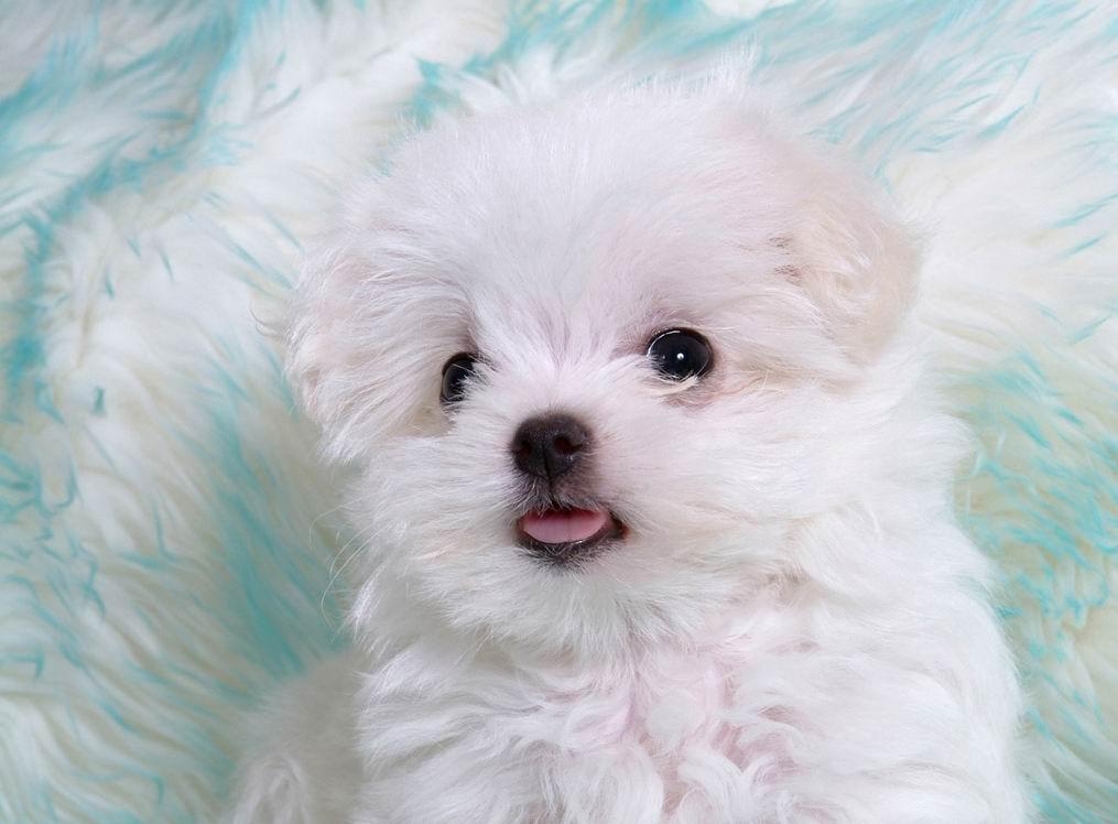 1020x750 White Puppy Wallpaper, Desktop