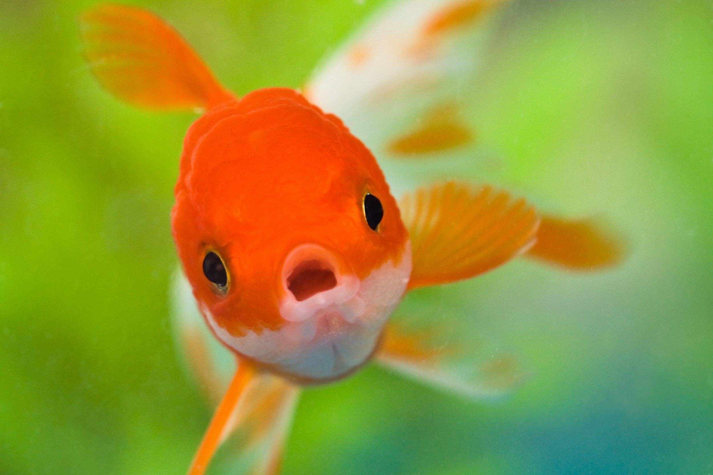 2500x1670 Goldfish HD Wallpaper, Desktop