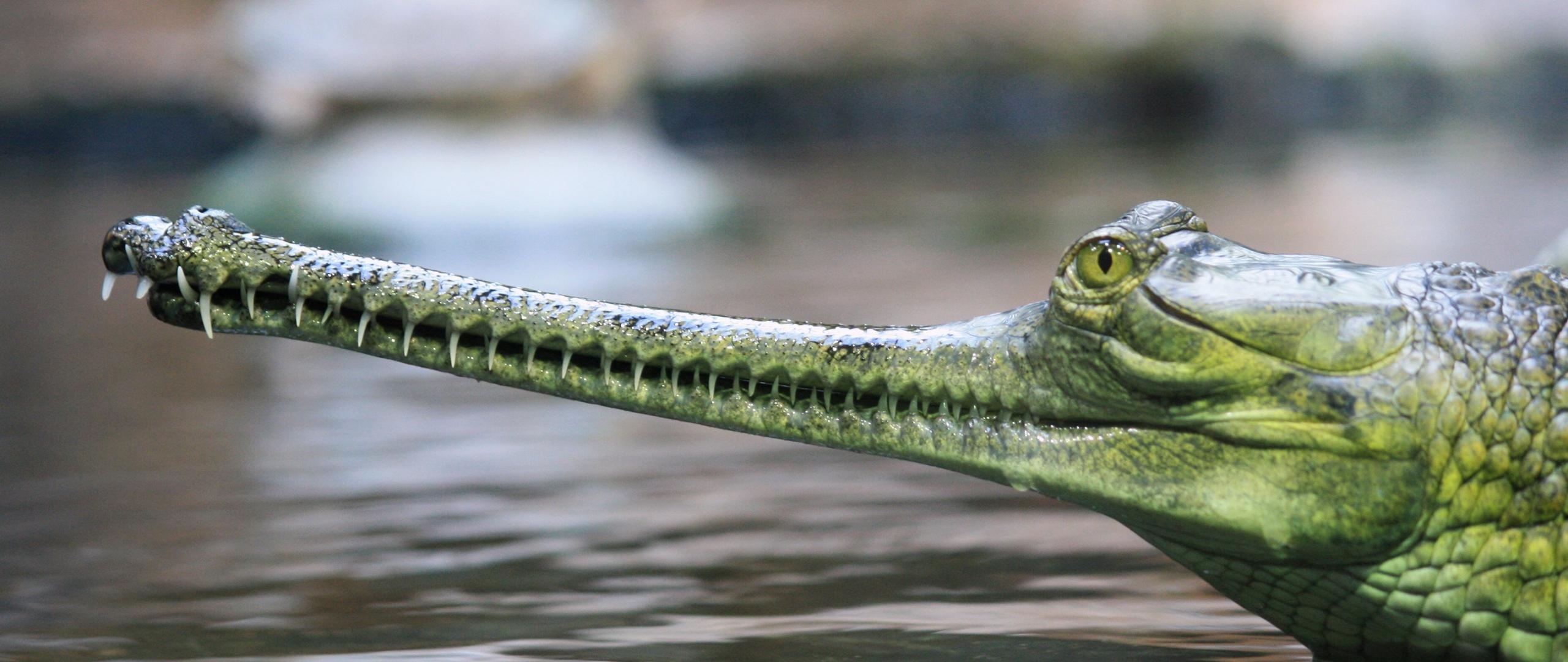 2560x1080 Download wallpaper  gharial, head, nose, long, Dual Screen