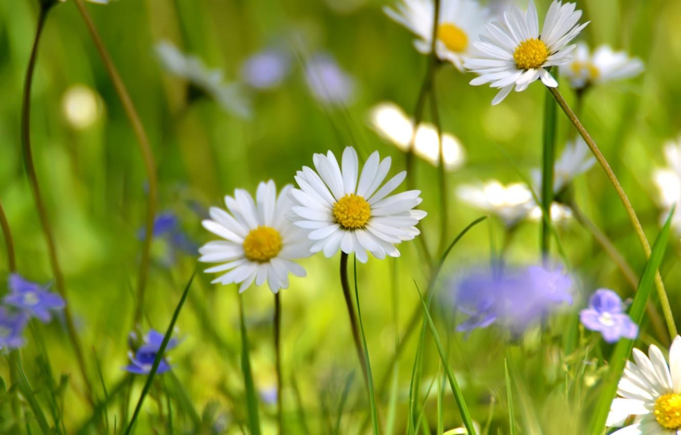 1340x850 Wallpaper field, white, summer, chamomile, meadow, wildflowers, Desktop