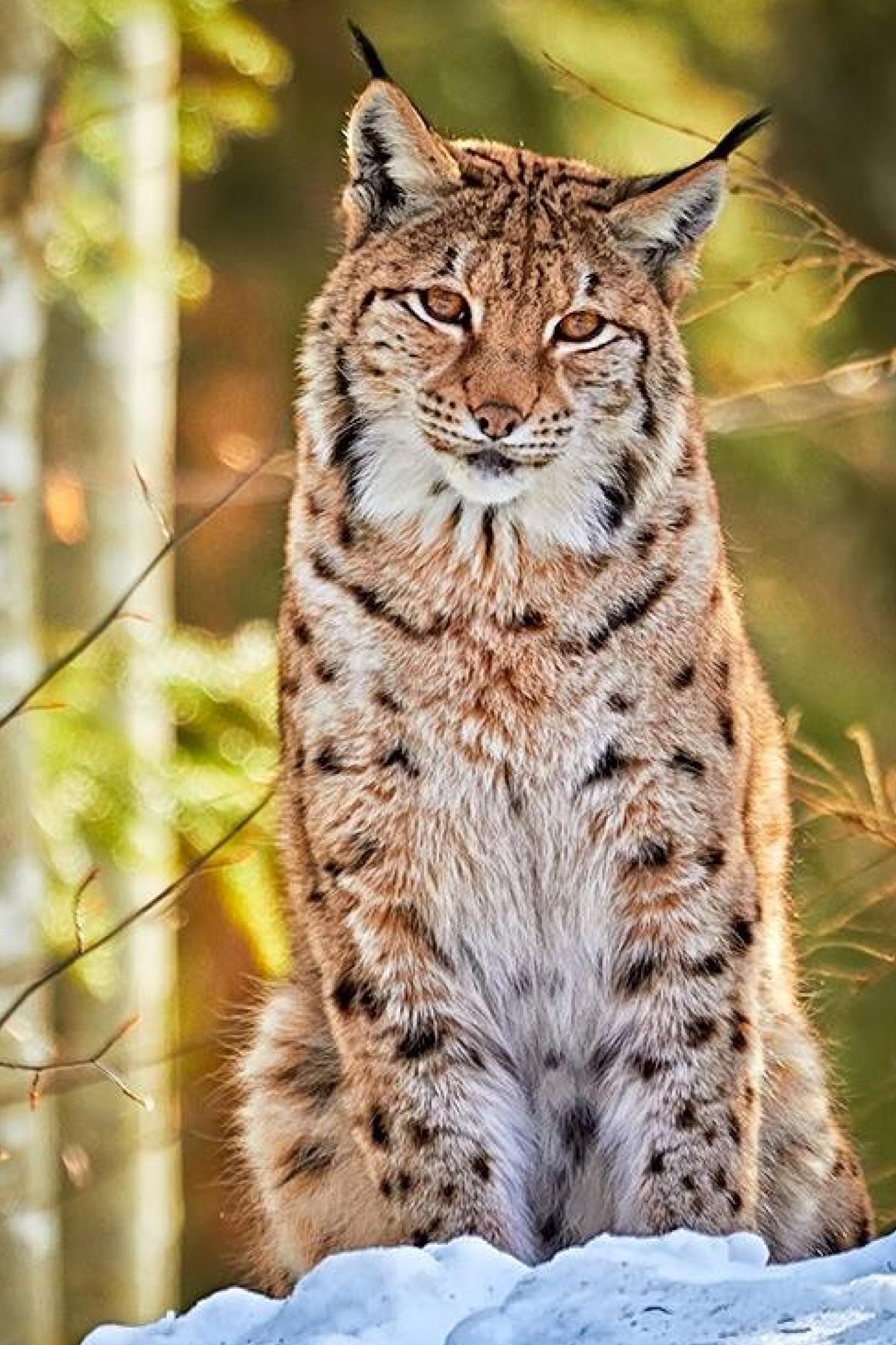 1440x2160 Photo: High Resolution Bobcat Photo,, Phone