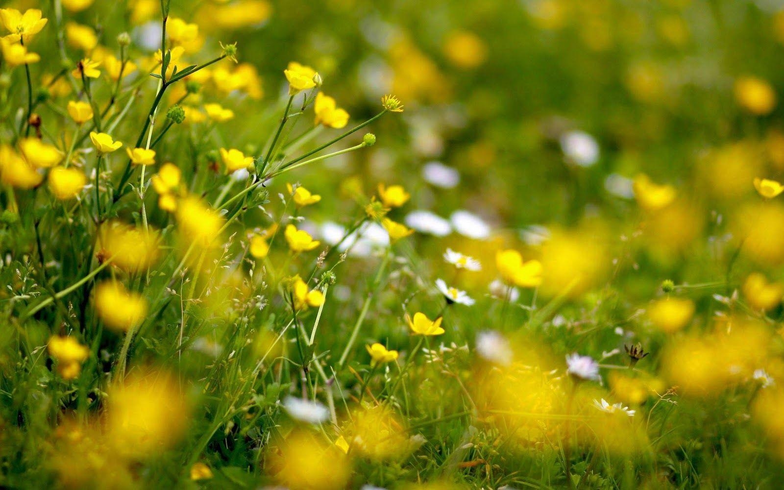 1600x1000 Yellow Flowers Hi ReS Wallpaper. Download High Resolution & HD, Desktop