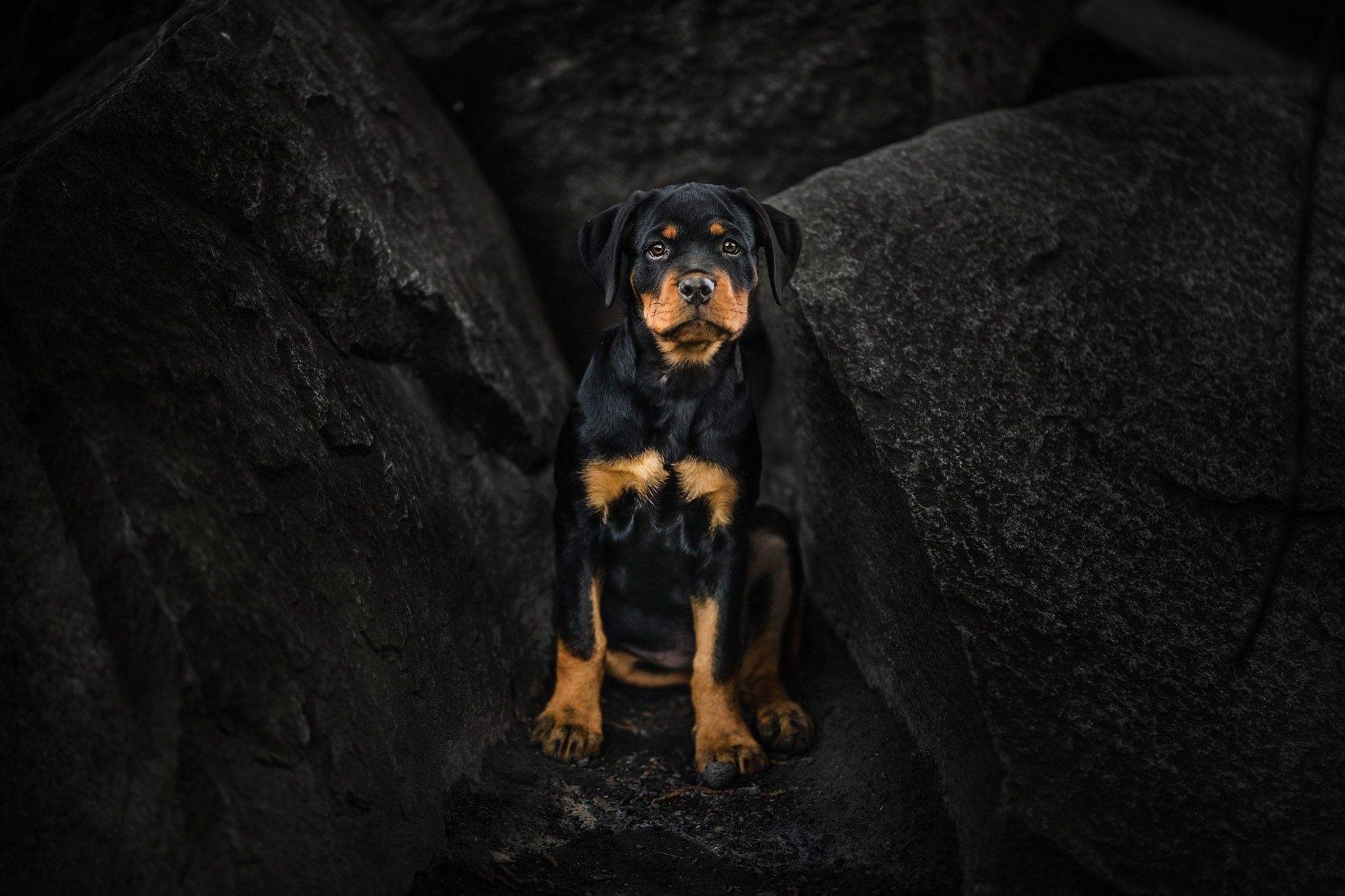 2050x1370 Rottweiler Puppy, HD Animals, 4k Wallpaper, Image, Background, Photo and Picture, Desktop