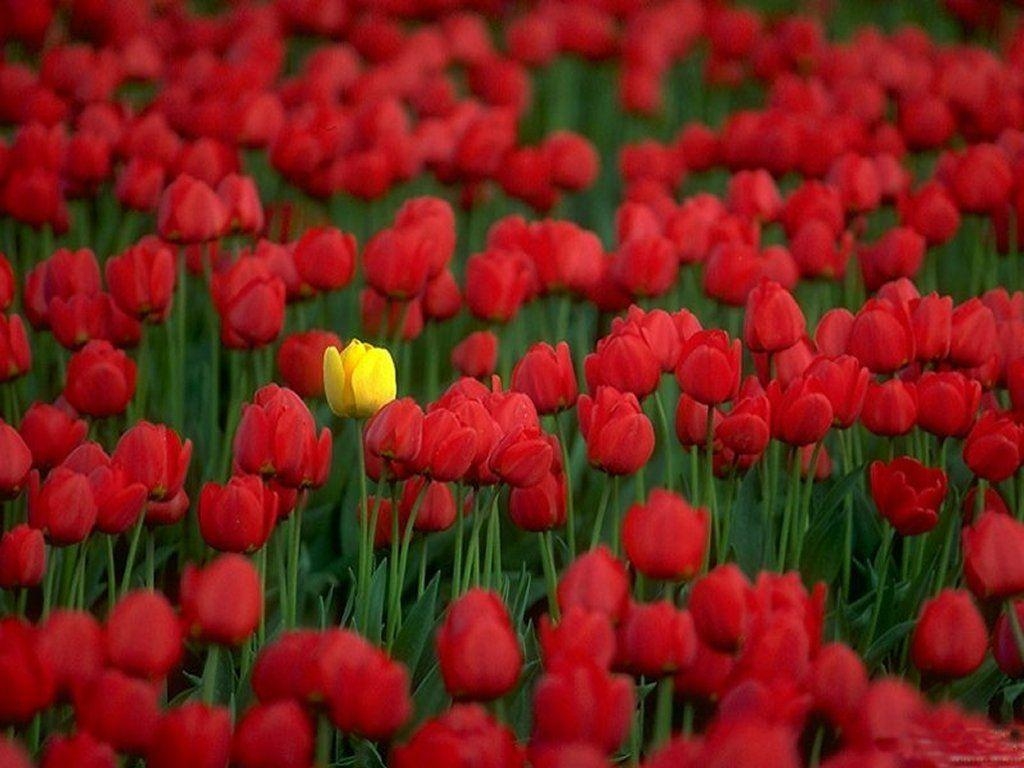 1030x770 Tulip Wallpaper iPhone, Desktop