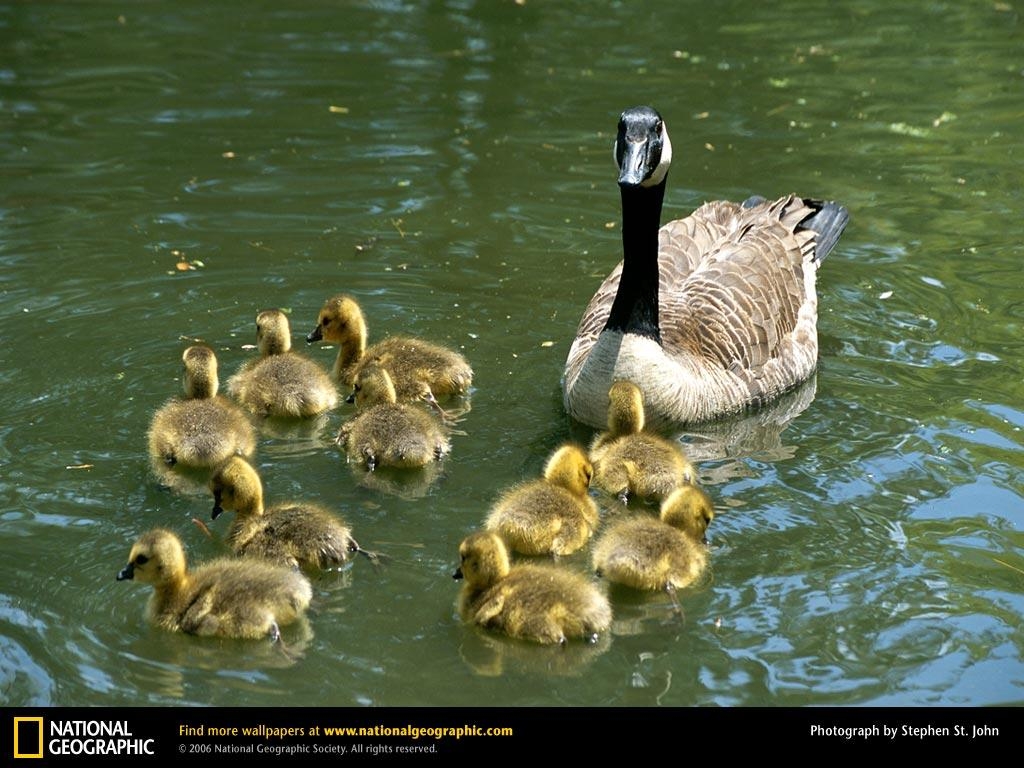 1030x770 Canada Geese Picture, Canada Geese Desktop Wallpaper, Free, Desktop