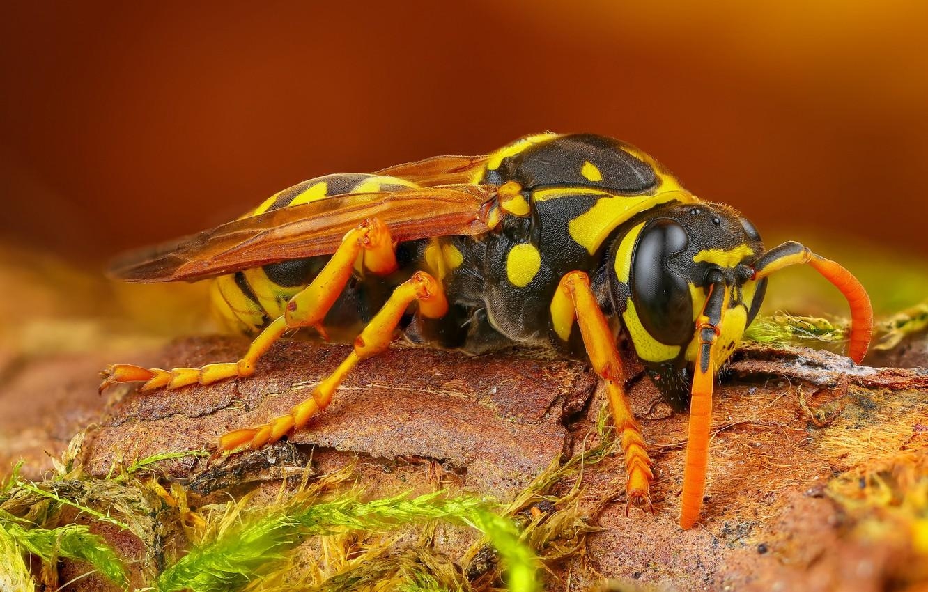 1340x850 Wallpaper macro, background, OSA, insect, hornet, bark, Desktop