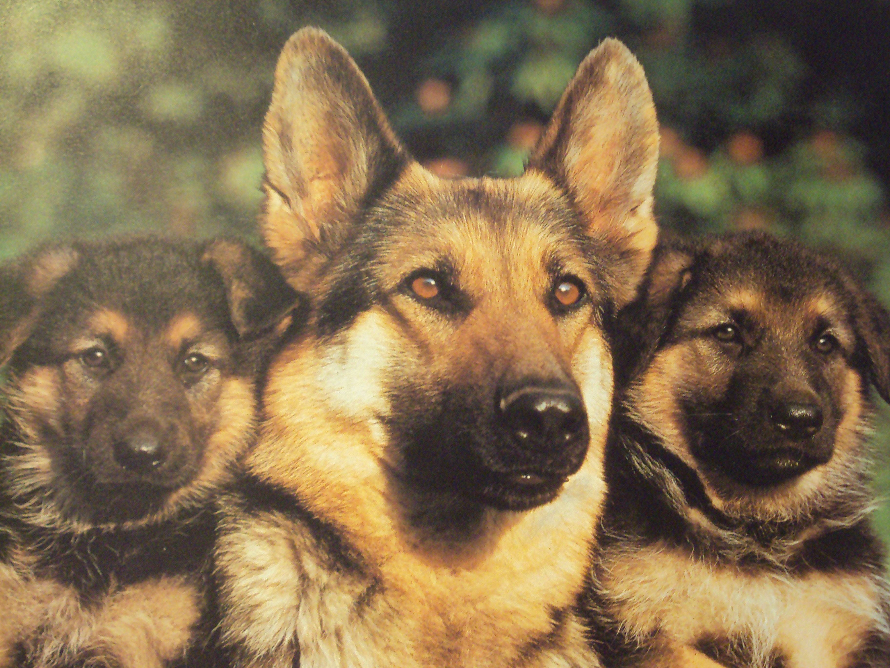 3650x2740 German Shepherd Puppy Desktop Wallpaper and Image, Desktop