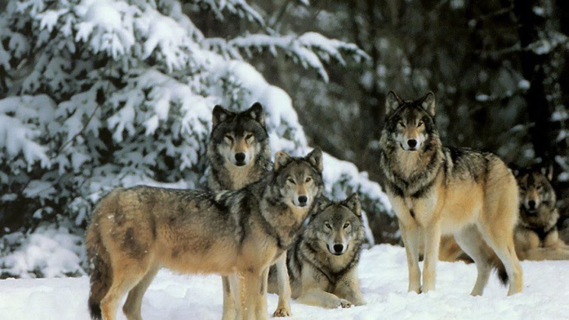 1920x1080 Free download Wolf Pack Wallpaper Background Flowers Wallpaper [] for your Desktop, Mobile & Tablet. Explore Wolf Pack Desktop Wallpaper. Wolf Pack Wallpaper, Wolf Pack Desktop Wallpaper, Nevada Wolf Pack Wallpaper, Desktop