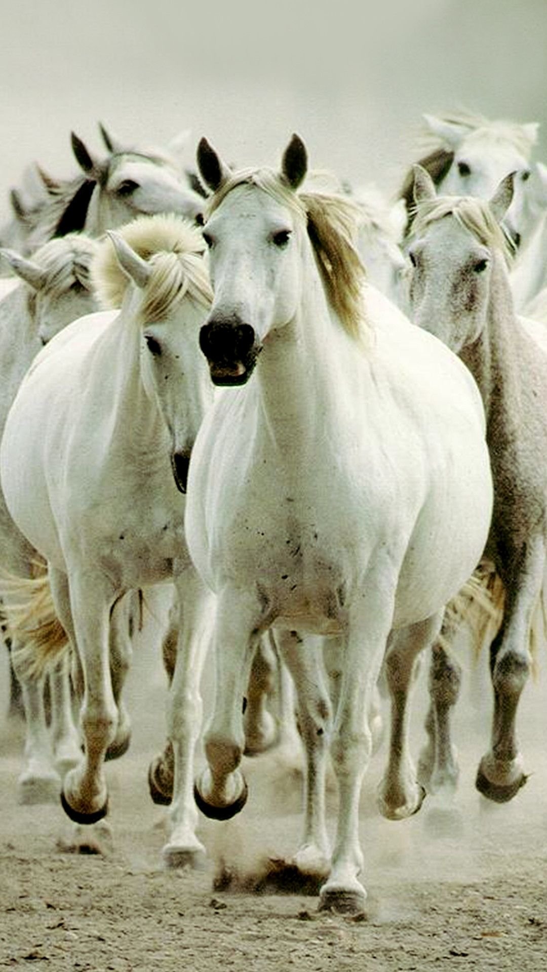 1080x1920 Wild horses Wallpaper Download, Phone