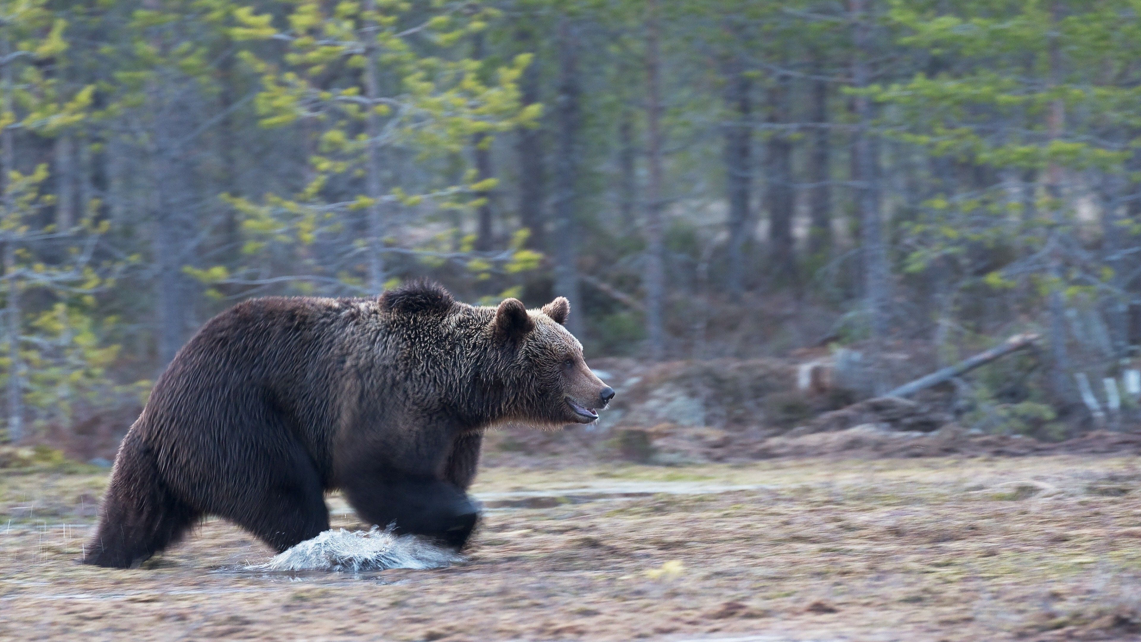 3840x2160 Bear in Forest River 4K Wallpaper, Desktop