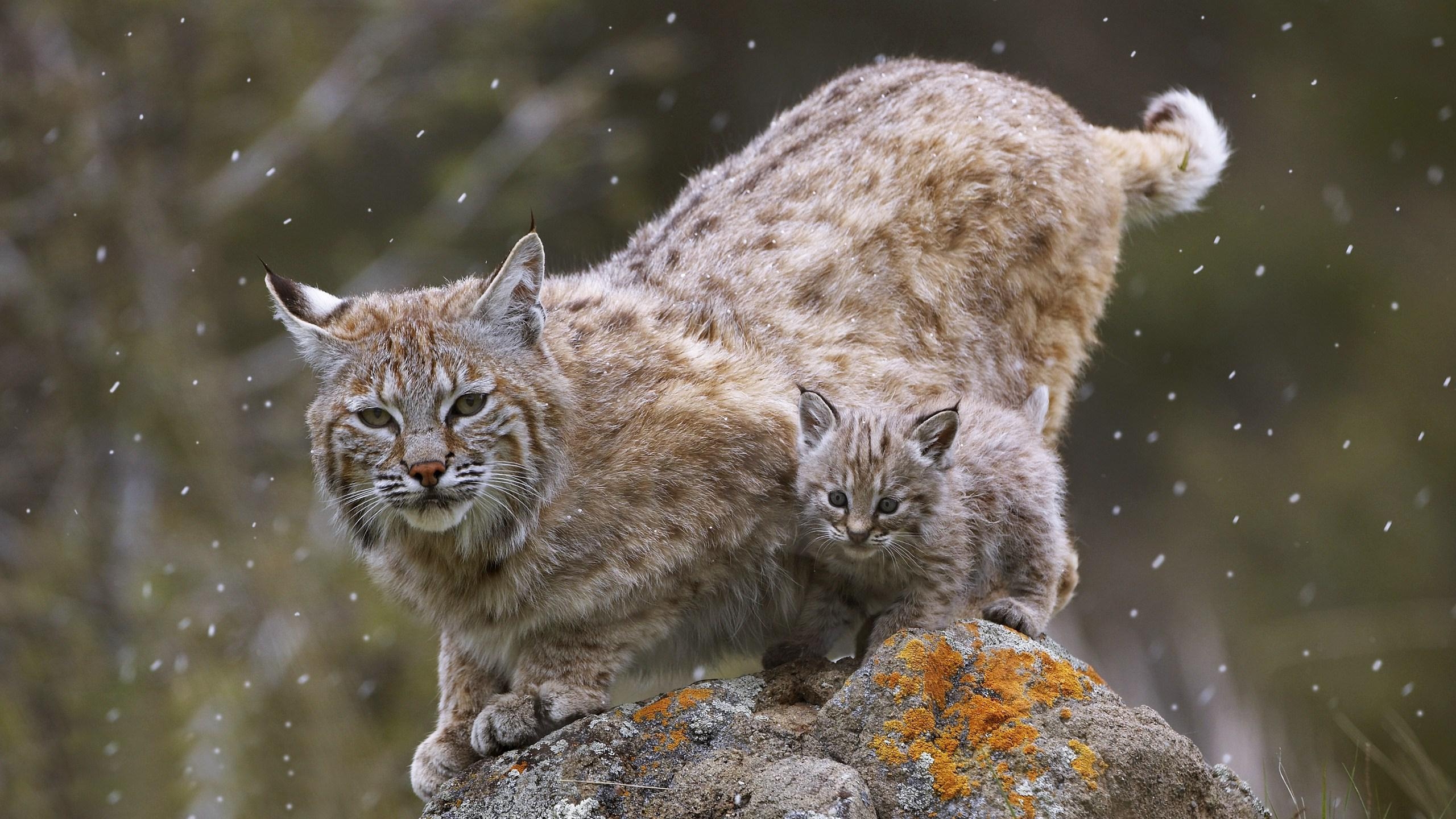 2560x1440 Bobcat Wallpaper, Desktop