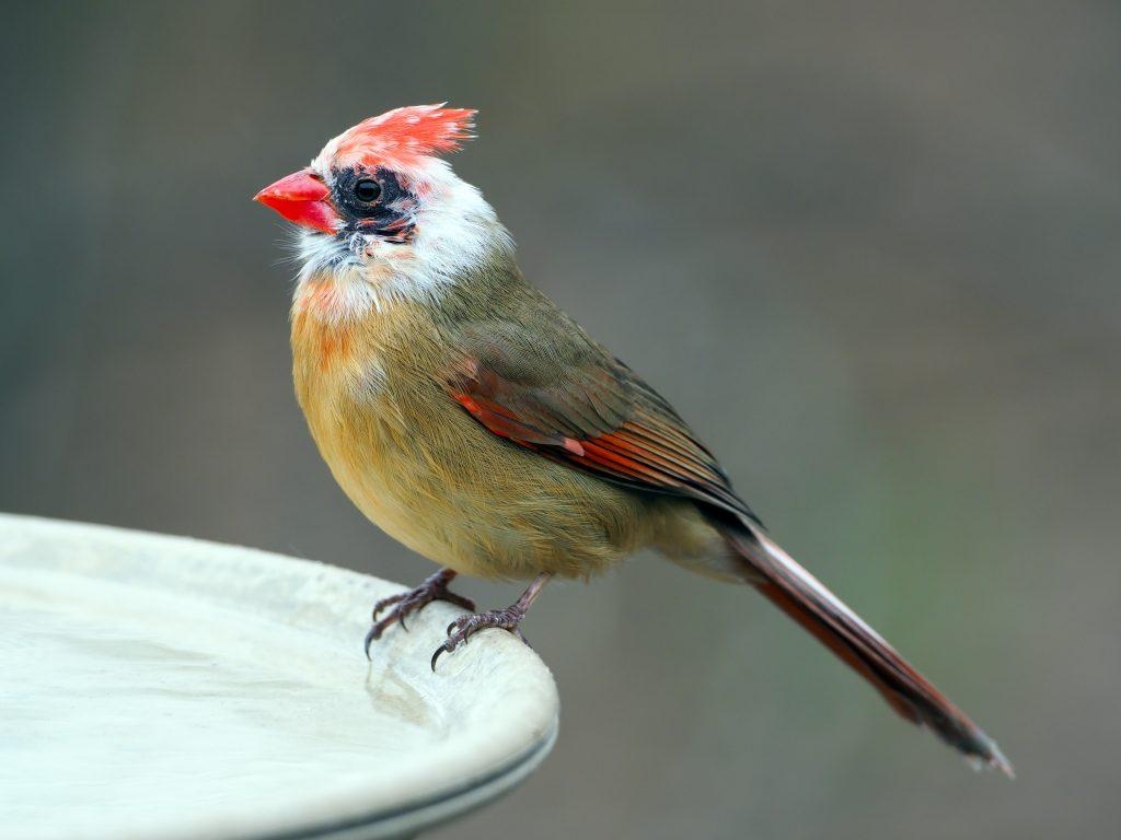 1030x770 Leucistic Female Northern Cardinal, Desktop