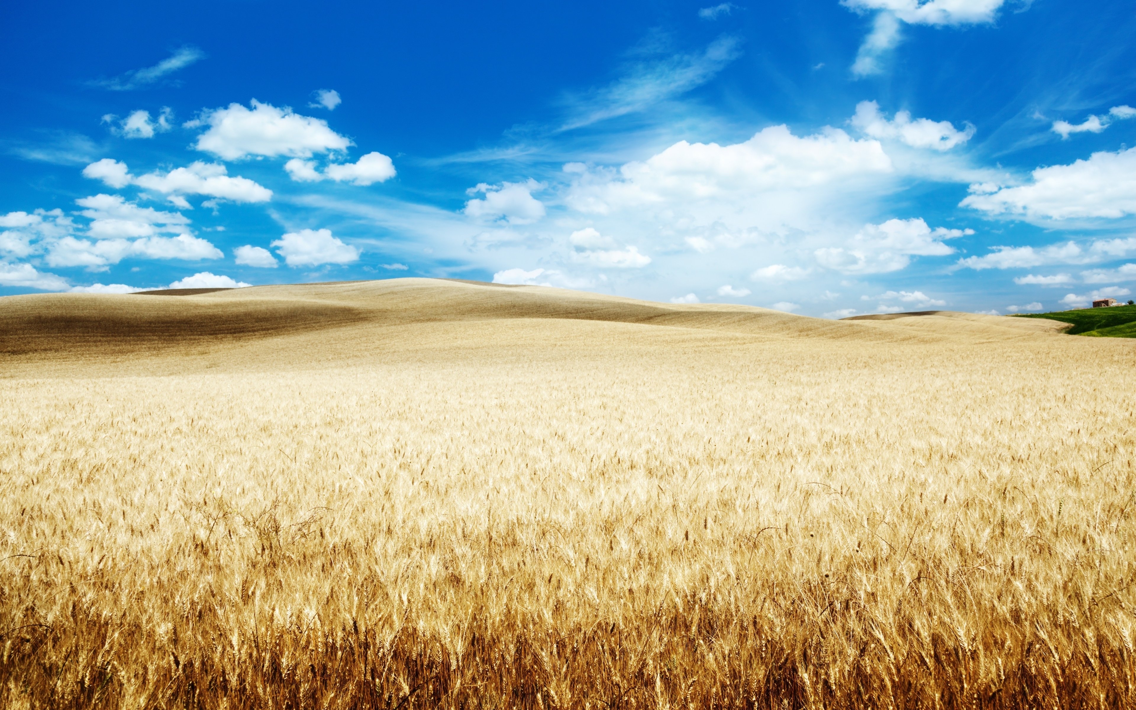 3840x2400 Download wallpaper  wheat farm, landscape, clouds, blue sky 4k wallaper, 4k ultra HD 16:10 wallpaper,  HD background, 1230, Desktop