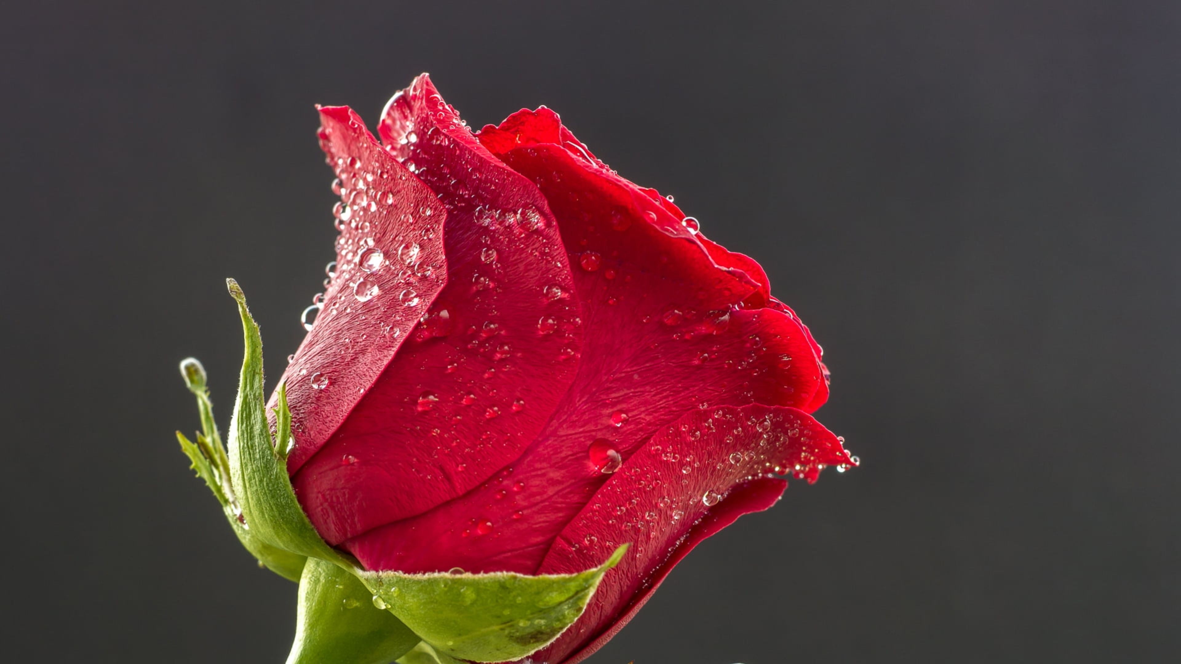 3840x2160 Red rose HD Wallpaper & Background, Desktop