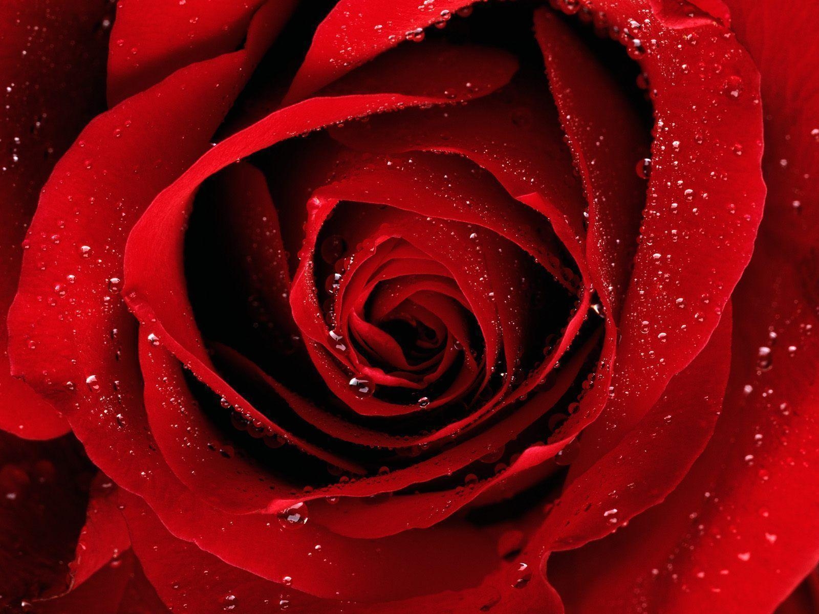 1600x1200 Red Rose Wallpaper and Picture Items, Desktop