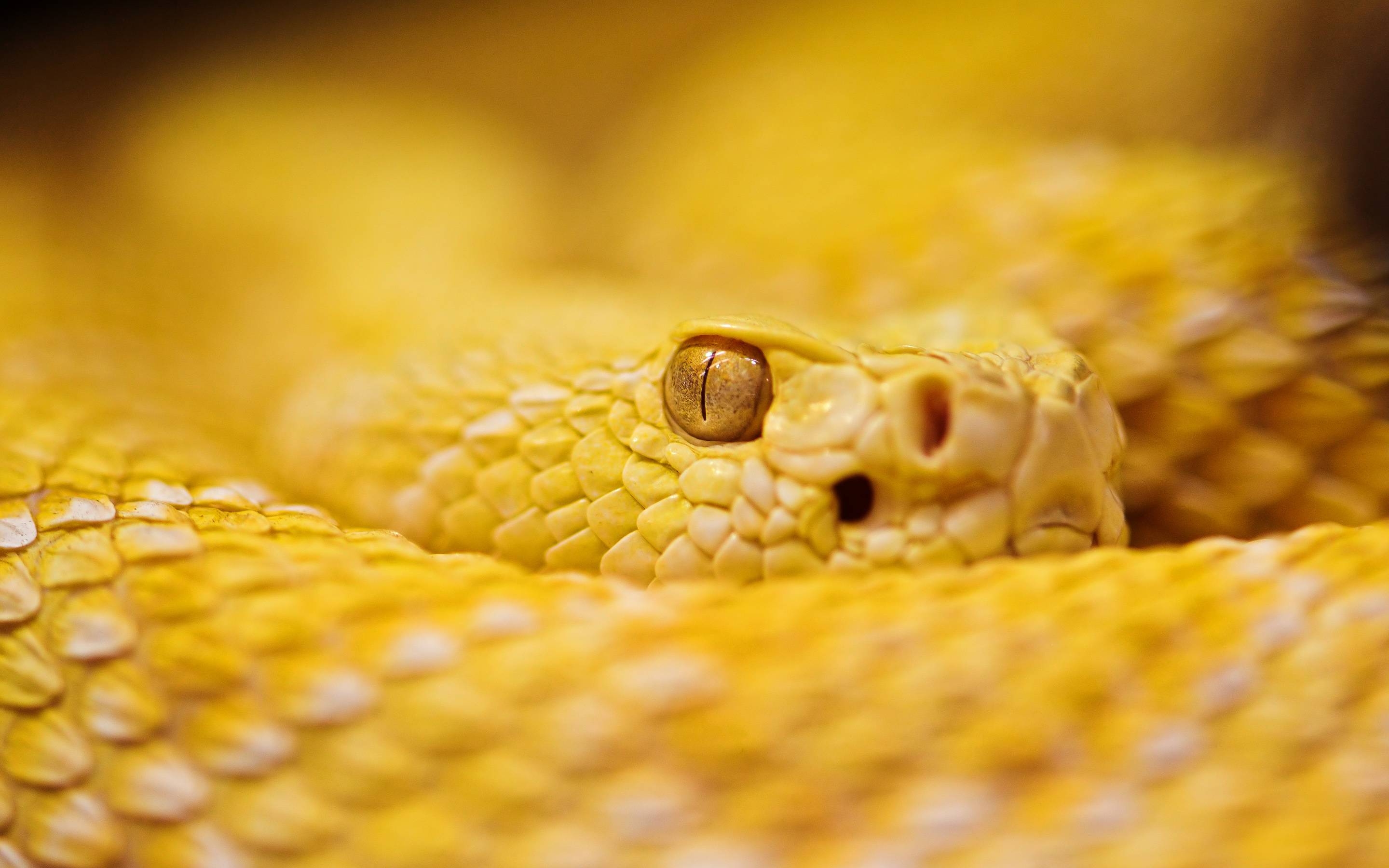 2880x1800 Albino Rattle Snake.com. The Site HD Desktop, Desktop