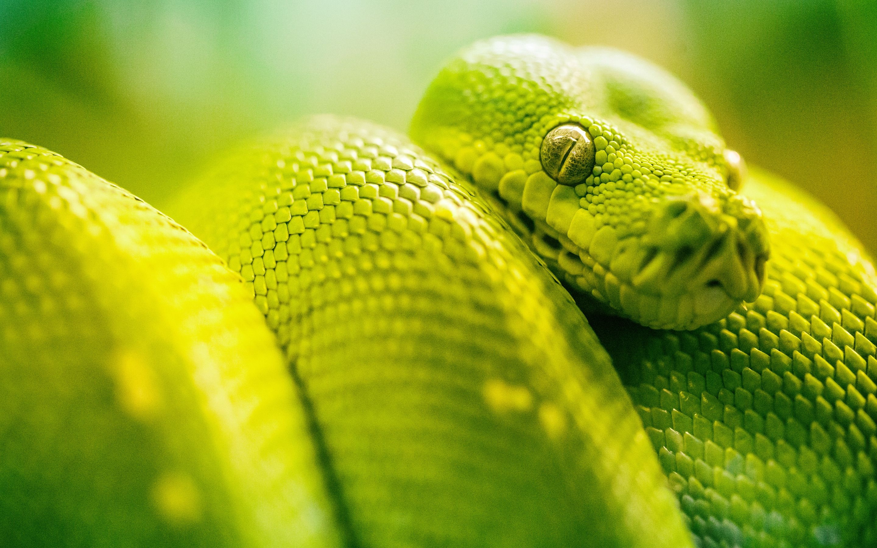 2880x1800 Boa Green Snake 5k Macbook Pro Retina HD 4k Wallpaper, Image, Background, Photo and Picture, Desktop