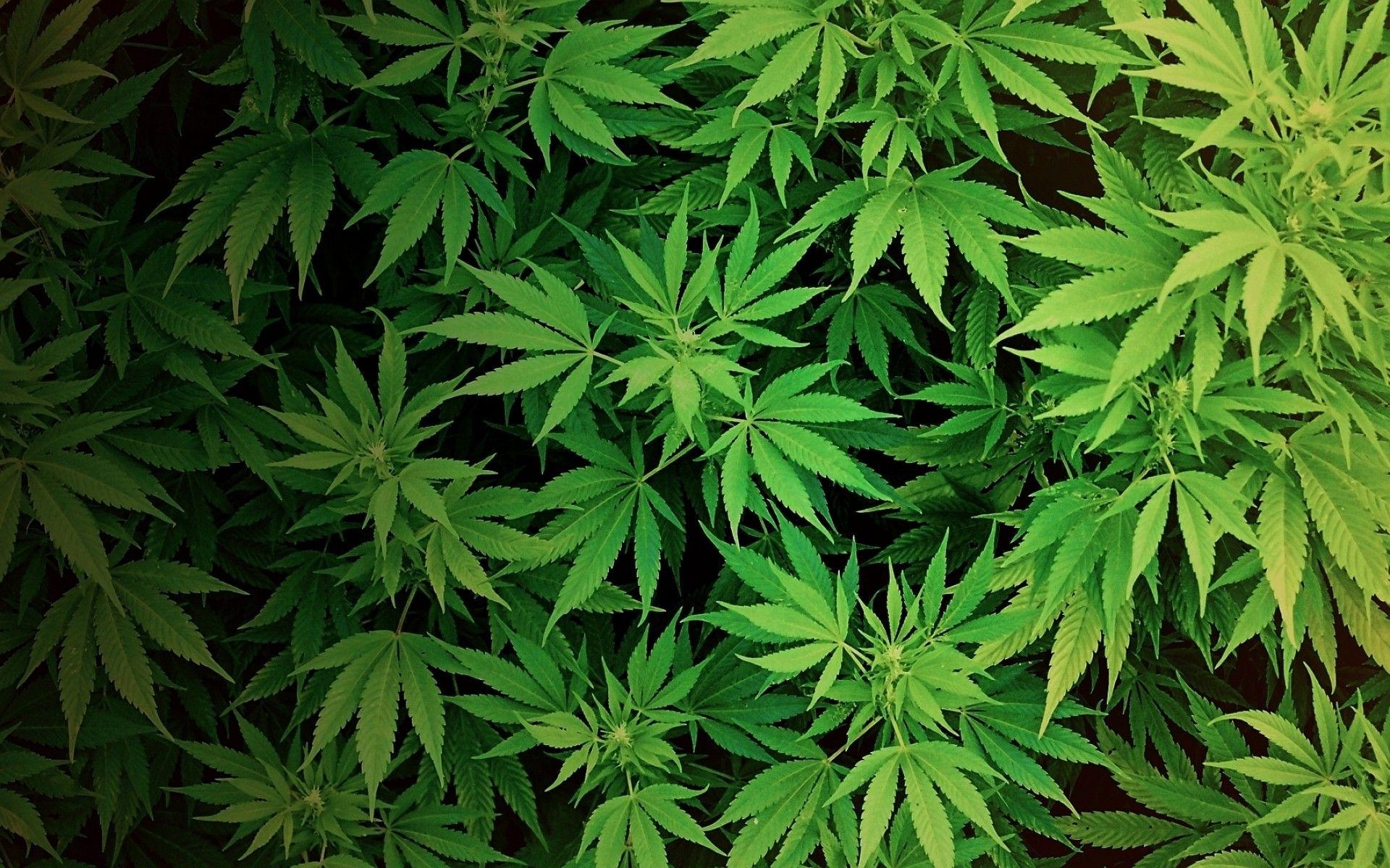 1920x1200 marijuana wallpaper, Desktop