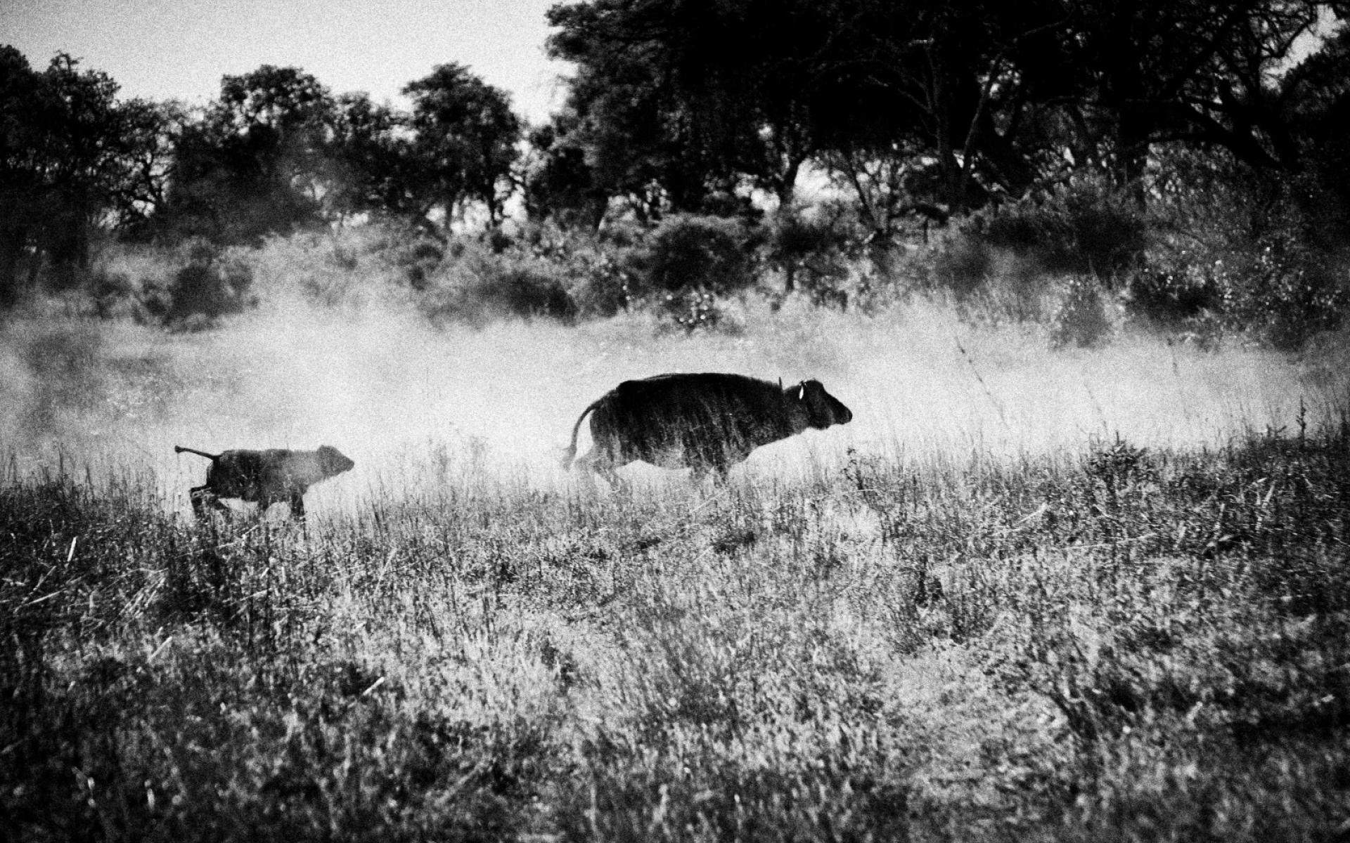 1920x1200 Index Of Assets Image 1920x600 Southern Africa Botswana Migration, Desktop