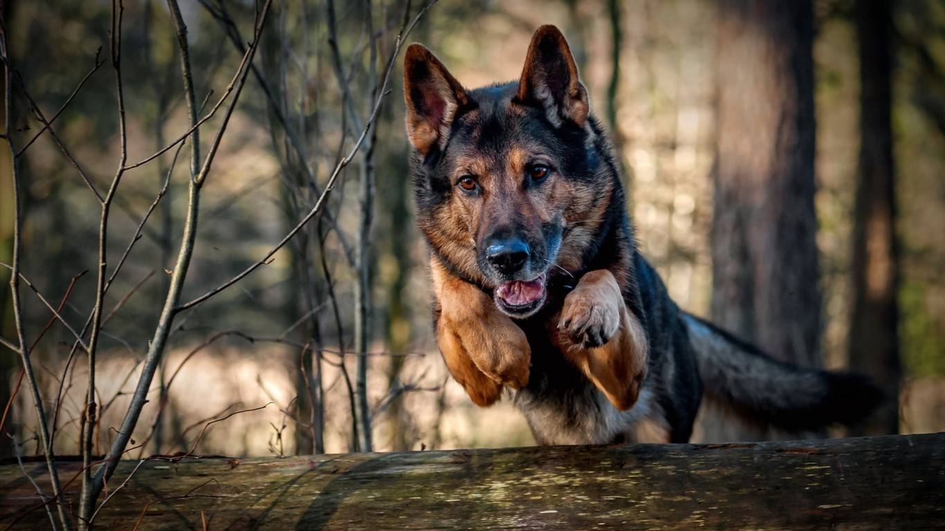 1370x770 Police K9 Wallpaper Free Police K9 Background, Desktop