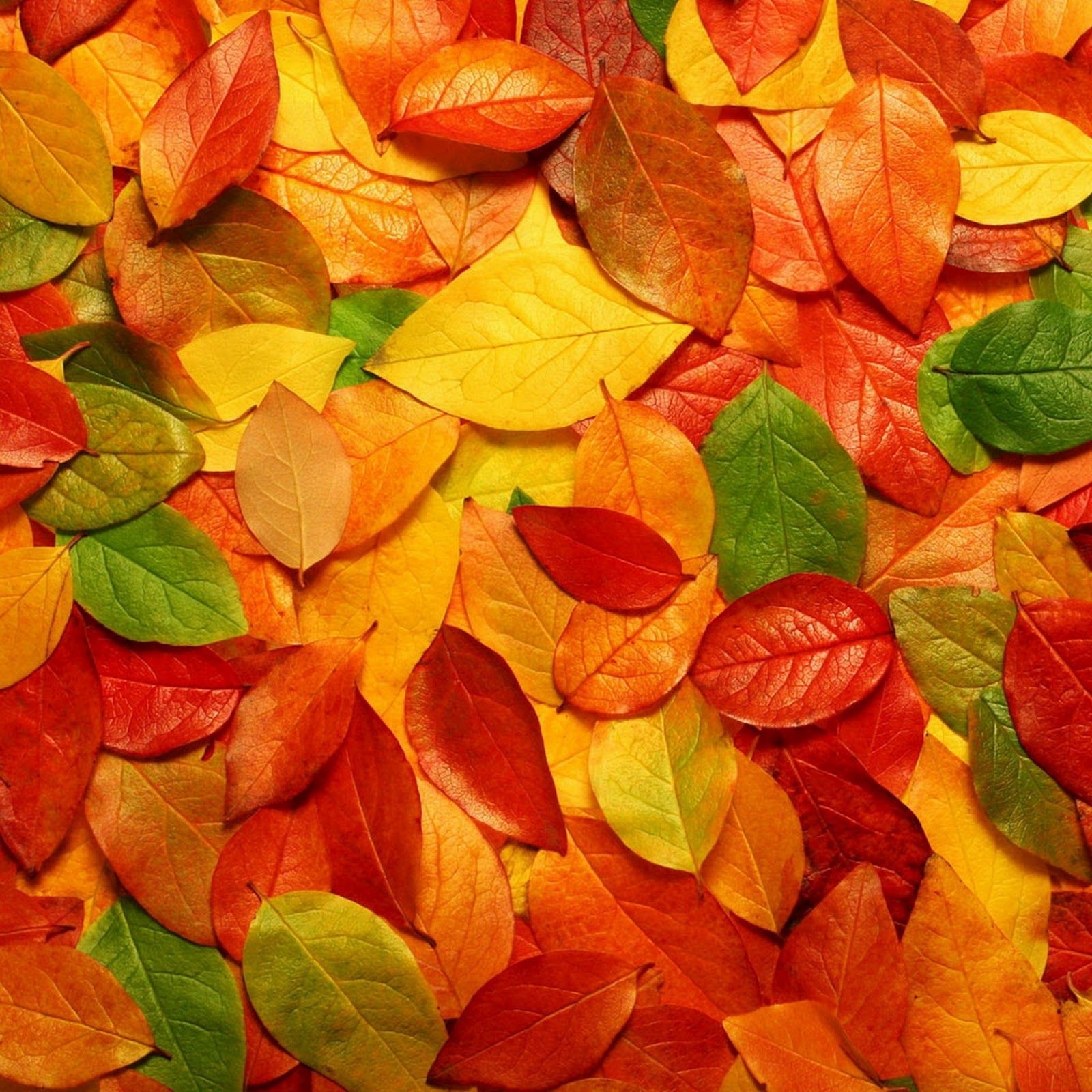 1600x1600 Autumn Wallpaper for iPad, Phone