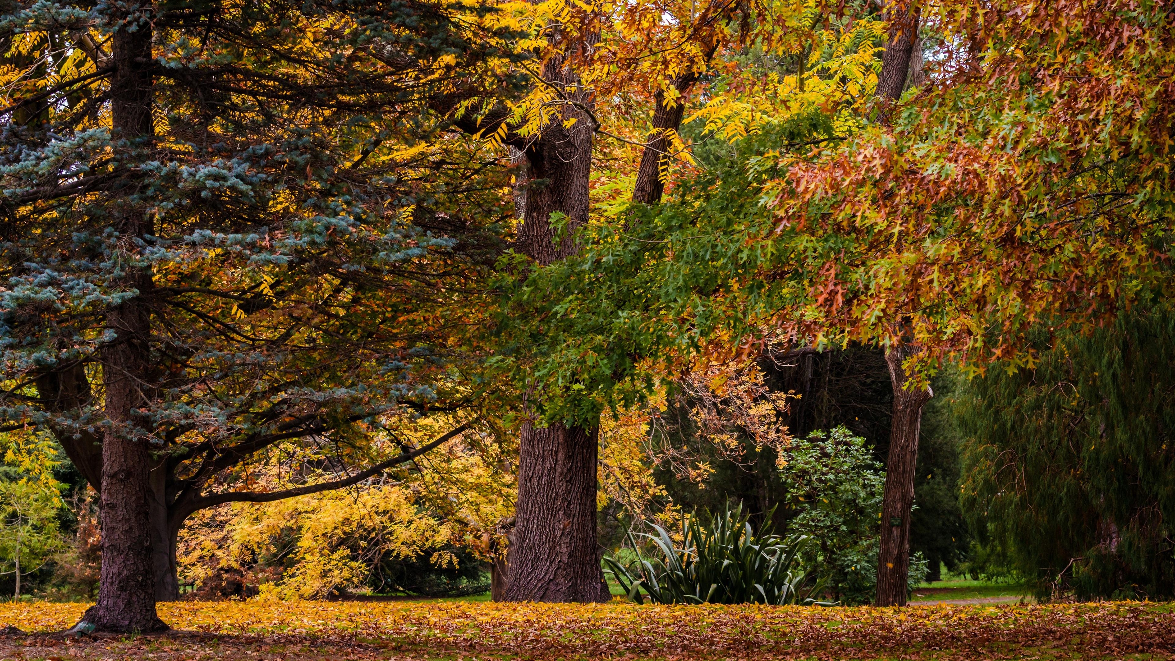 3840x2160 Autumn Forest Landscape 4K Ultra HD Desktop Wallpaper, Desktop