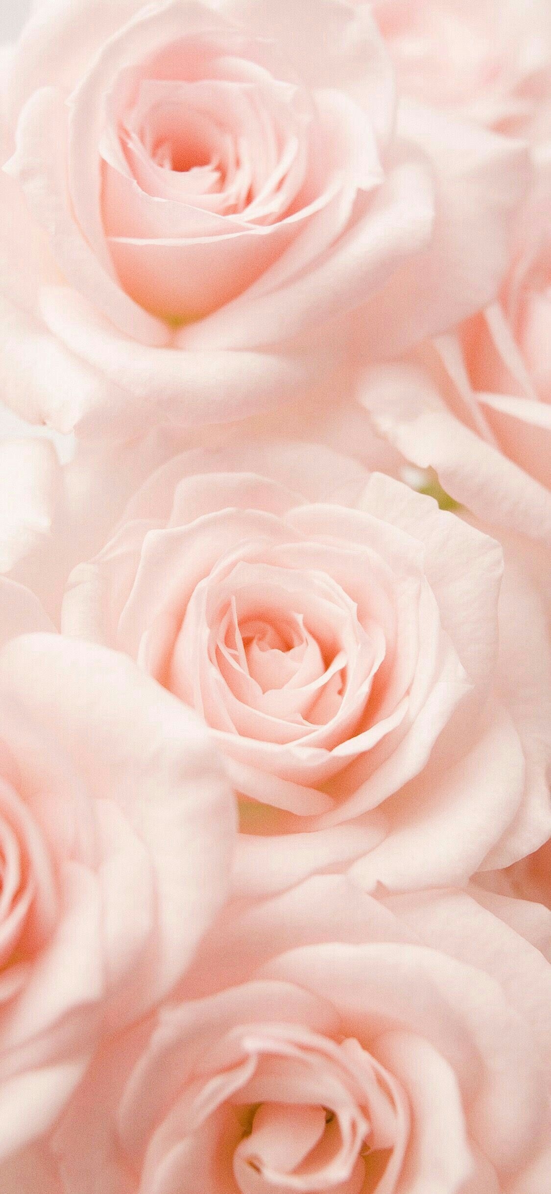 1130x2440 Pink Flower iPhone Wallpaper, HD Pink Flower iPhone Background on WallpaperBat, Phone