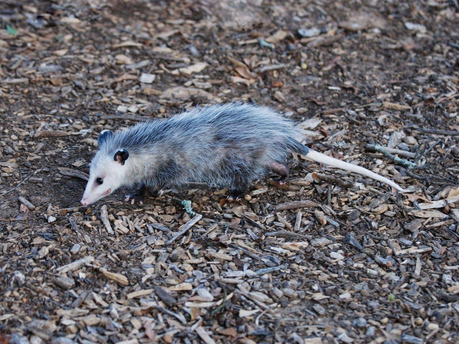 1600x1200 Kamal Shah: Merican Virginia Opossum HD Wallpaper, Desktop